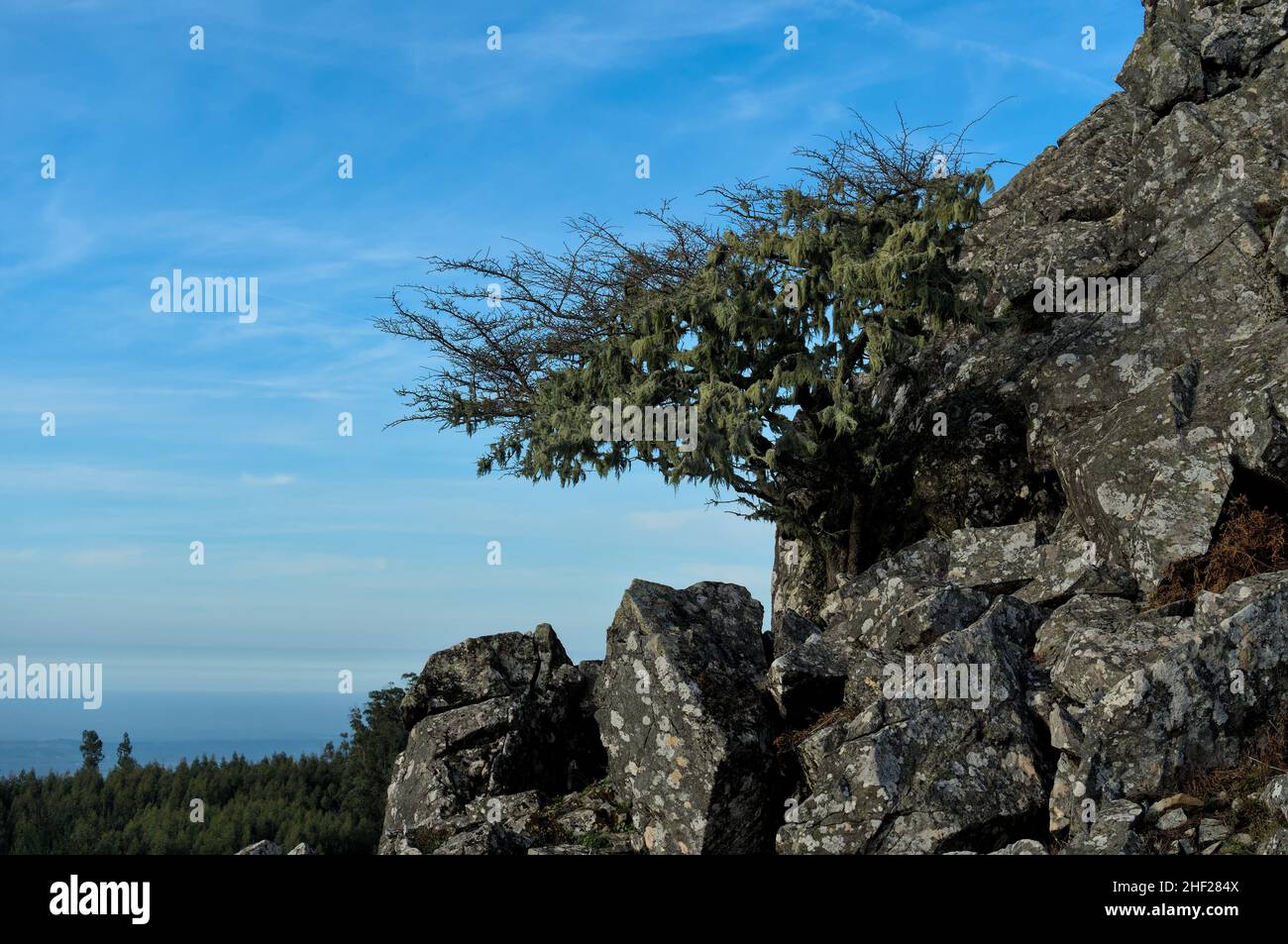 Piccolo albero sulle montagne rocciose di Monchique. Algarve. Portogallo Foto Stock