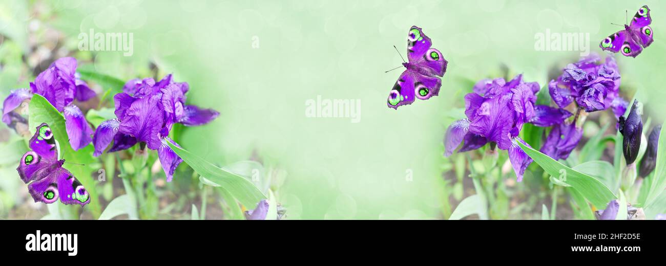 Fiori di foresta di iride viola e farfalle colorate su uno sfondo verde widescreen non focalizzato. Messa a fuoco selettiva Foto Stock