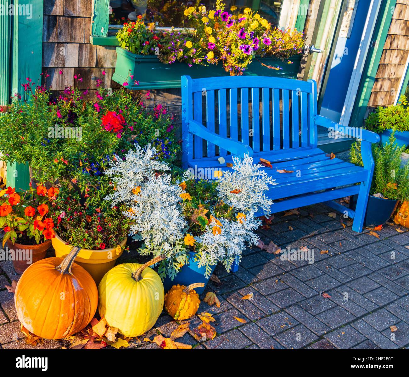 una panca blu tra decorazioni autunnali e fiori accoglie la gente in un negozio Foto Stock