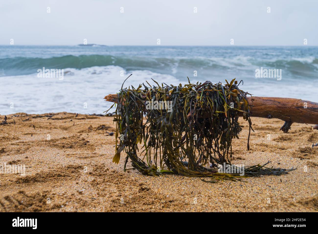 Alga appesa su un ceppo dopo che la marea esce a Sand Beach, Acadia National Park, USA Foto Stock