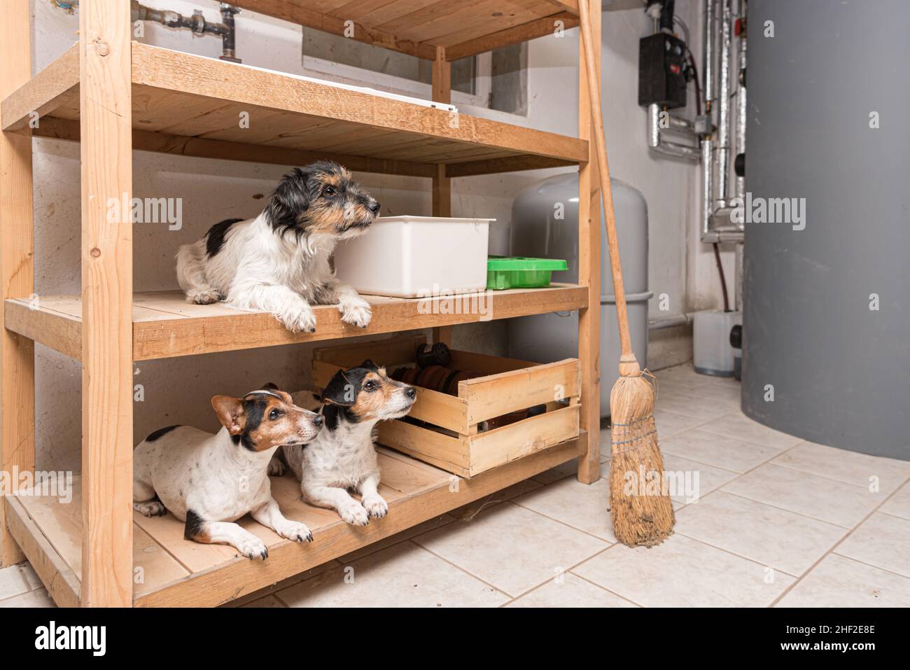 Carino piccolo purebred pazzo Jack Russell Terrier cani si trovano ben comportati in una mensola Foto Stock