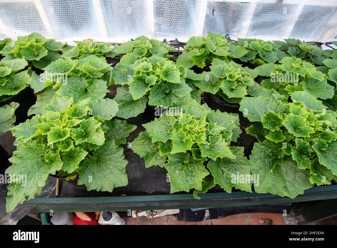 Le piante della pentola di cineraria sono sovra-wintered in una serra riscaldata o serra con rivestimento isolante del fleece, Regno Unito, durante gennaio Foto Stock