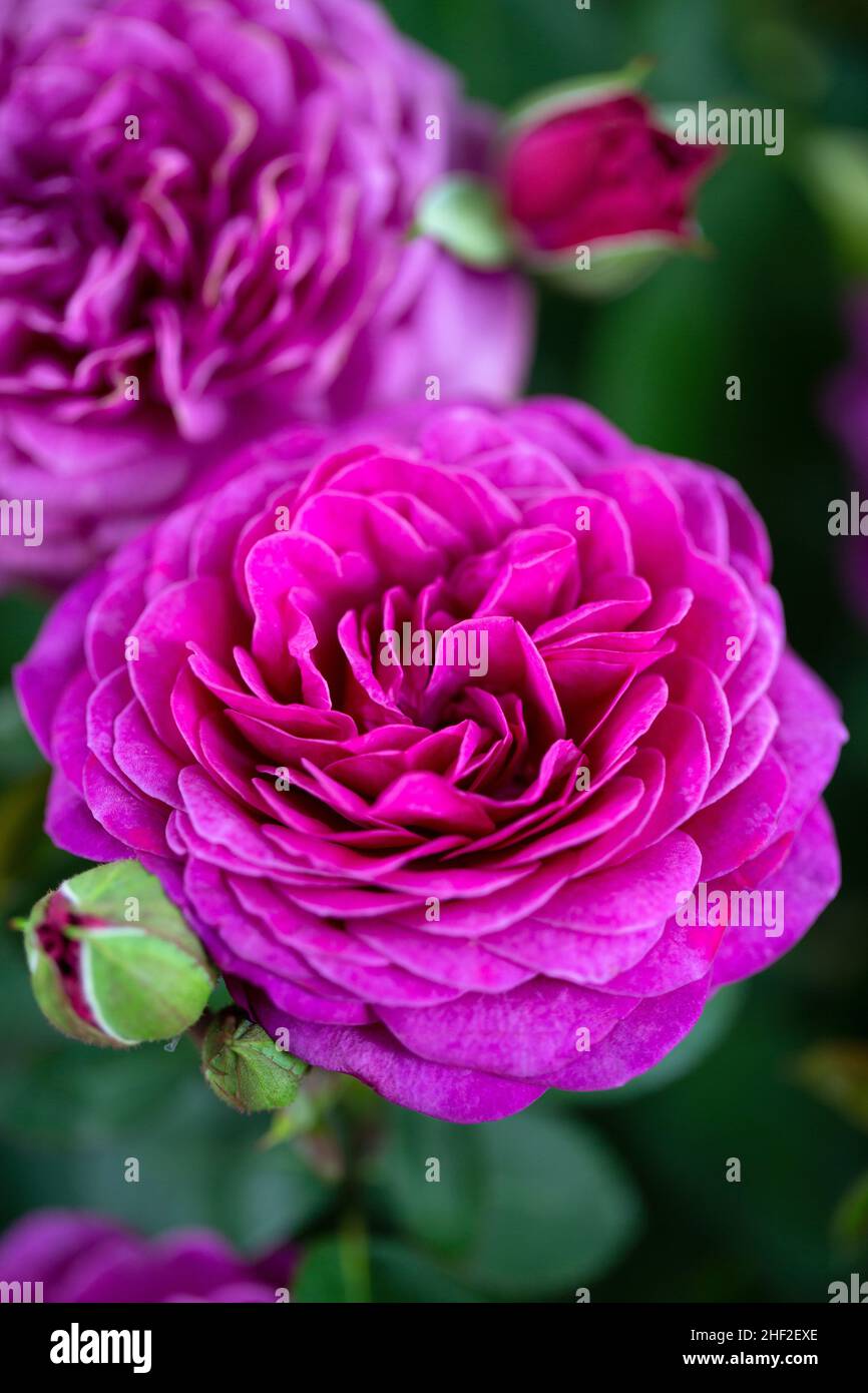 Rosa rosa fiore fiorisce in giardino Foto Stock