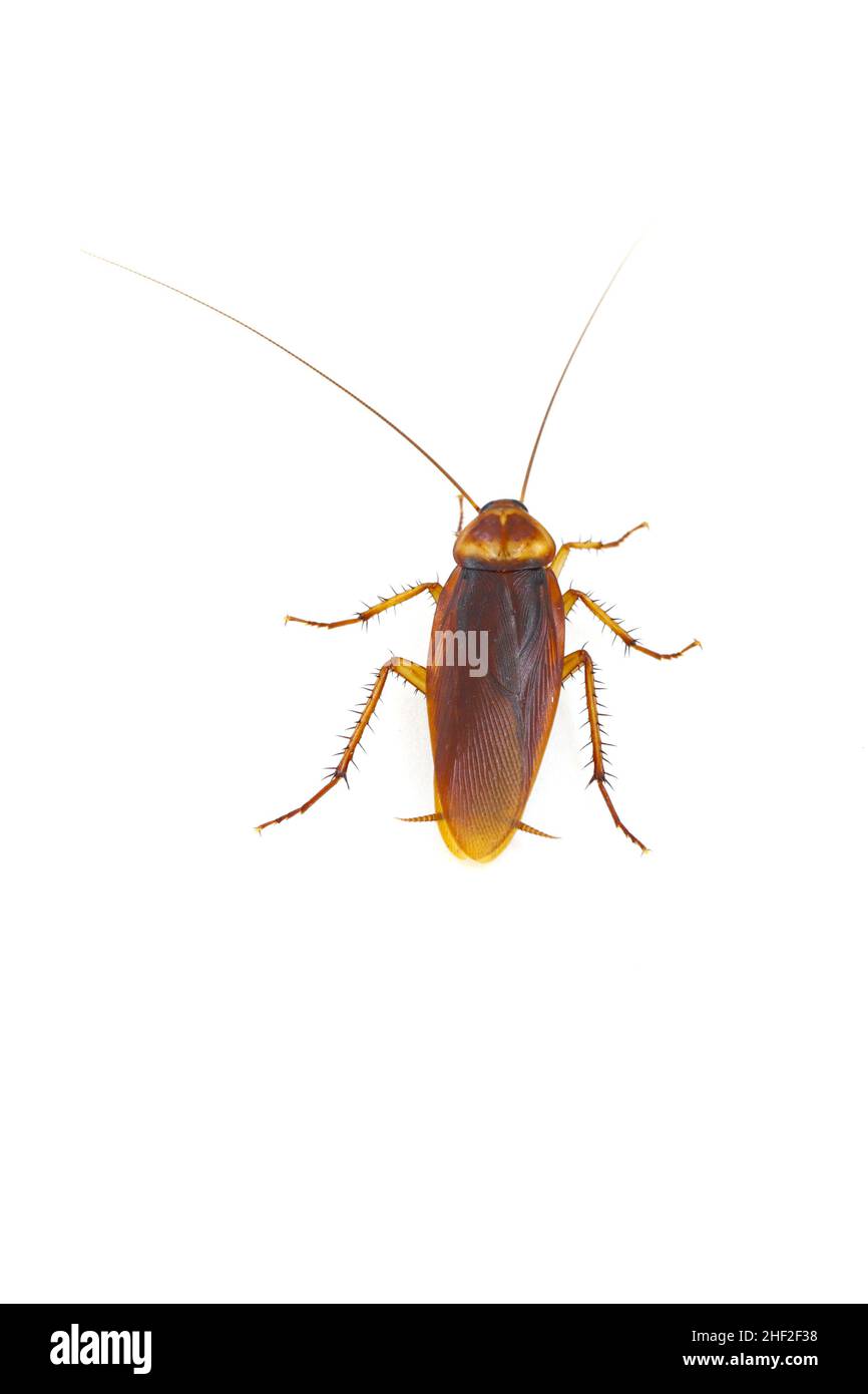 Maschio di scarafaggio americano - Periplaneta americana. Isolato su sfondo bianco. Foto Stock