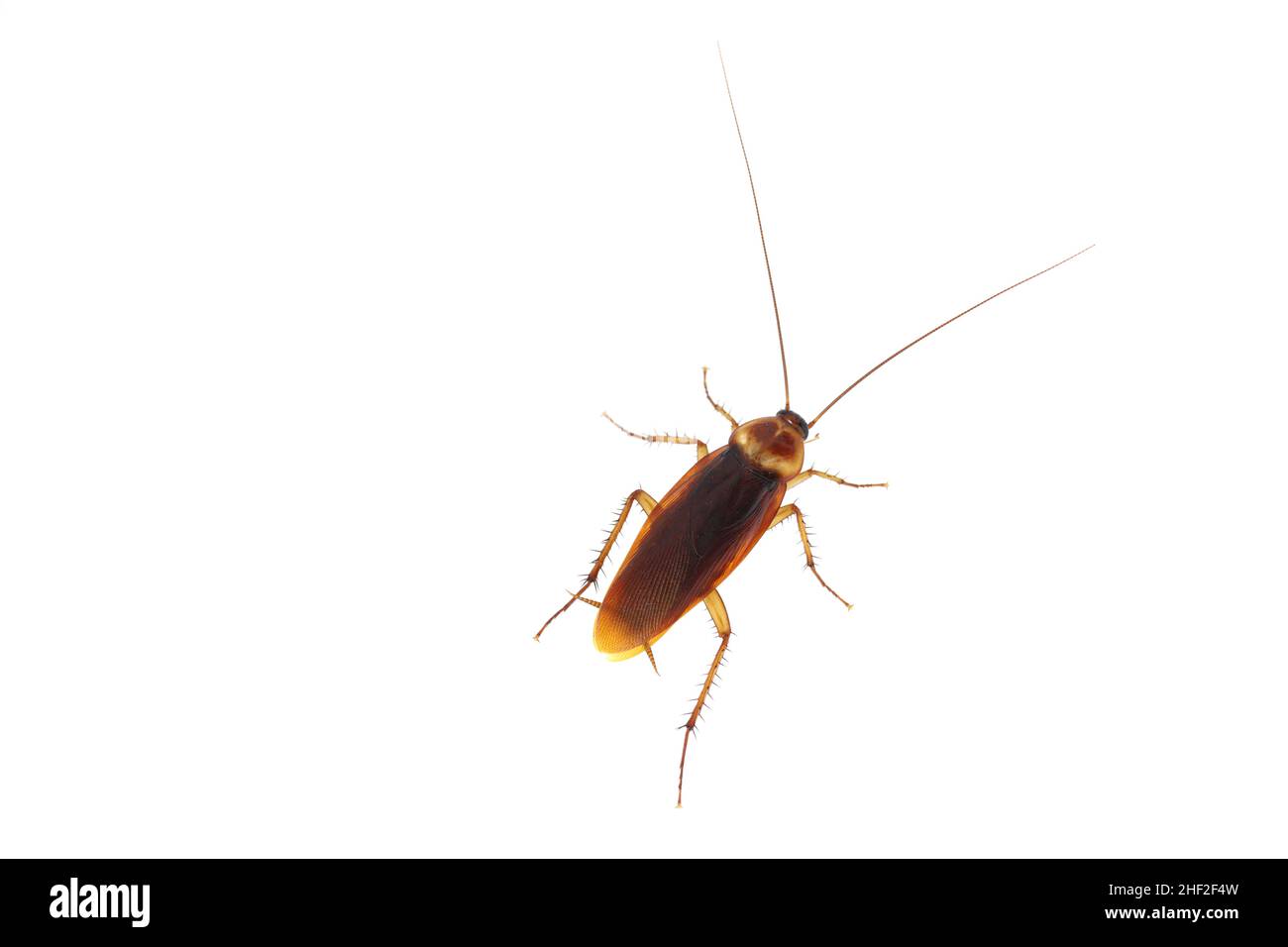 Maschio di scarafaggio americano - Periplaneta americana. Isolato su sfondo bianco. Foto Stock