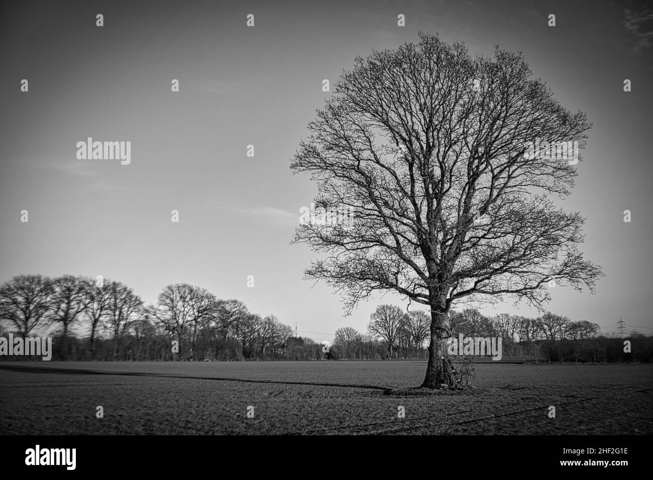 Vecchio grande albero in inverno sul campo, in bianco e nero Foto Stock