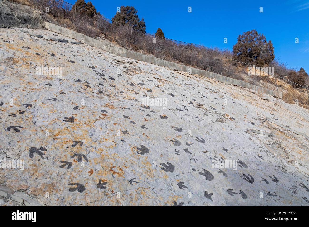 Morrison, Colorado - Dinosaur Ridge. I visitatori possono vedere centinaia di impronte di dinosauri lungo il crinale, appena a ovest di Denver. Le tracce di anatra-fatturato Foto Stock