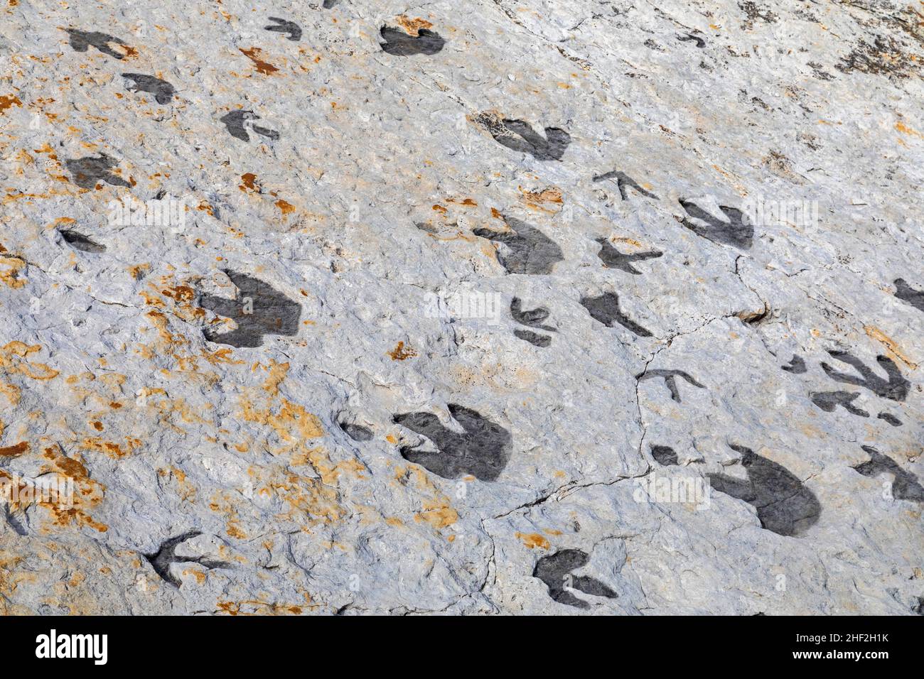 Morrison, Colorado - Dinosaur Ridge. I visitatori possono vedere centinaia di impronte di dinosauri lungo il crinale, appena a ovest di Denver. Le tracce di anatra-fatturato Foto Stock