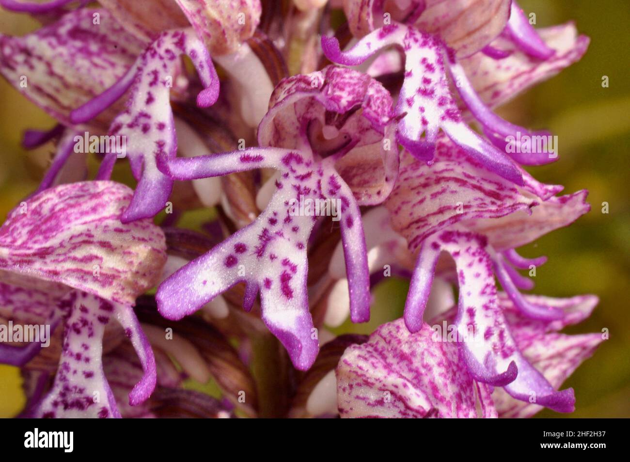 Signora/scimmia hybrid Orchid, rare, riserva Hartslock,Goring, Oxfordshire, Regno Unito Foto Stock