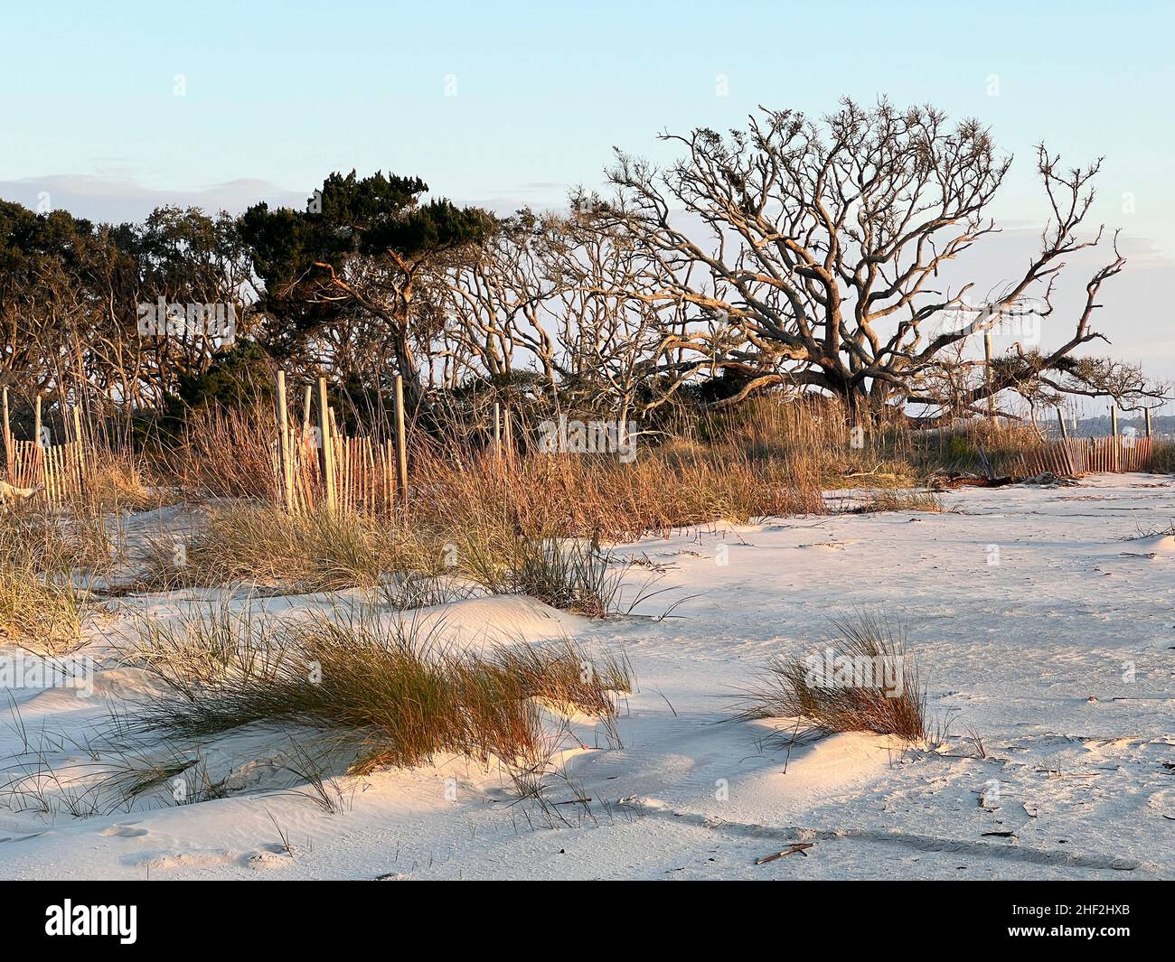 Una distesa di spiaggia è fuori dai confini per gli esseri umani, mentre la natura ripristina l'area rigenerata vicino alla spiaggia di Driftwood, Jekyll Island, Georgia, Stati Uniti. Foto Stock