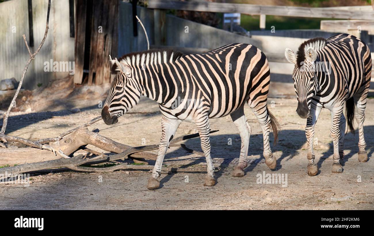 Due zebre prigioniere di damara (Equus burchelli antiquorum) che camminano insieme nella loro stalla Foto Stock