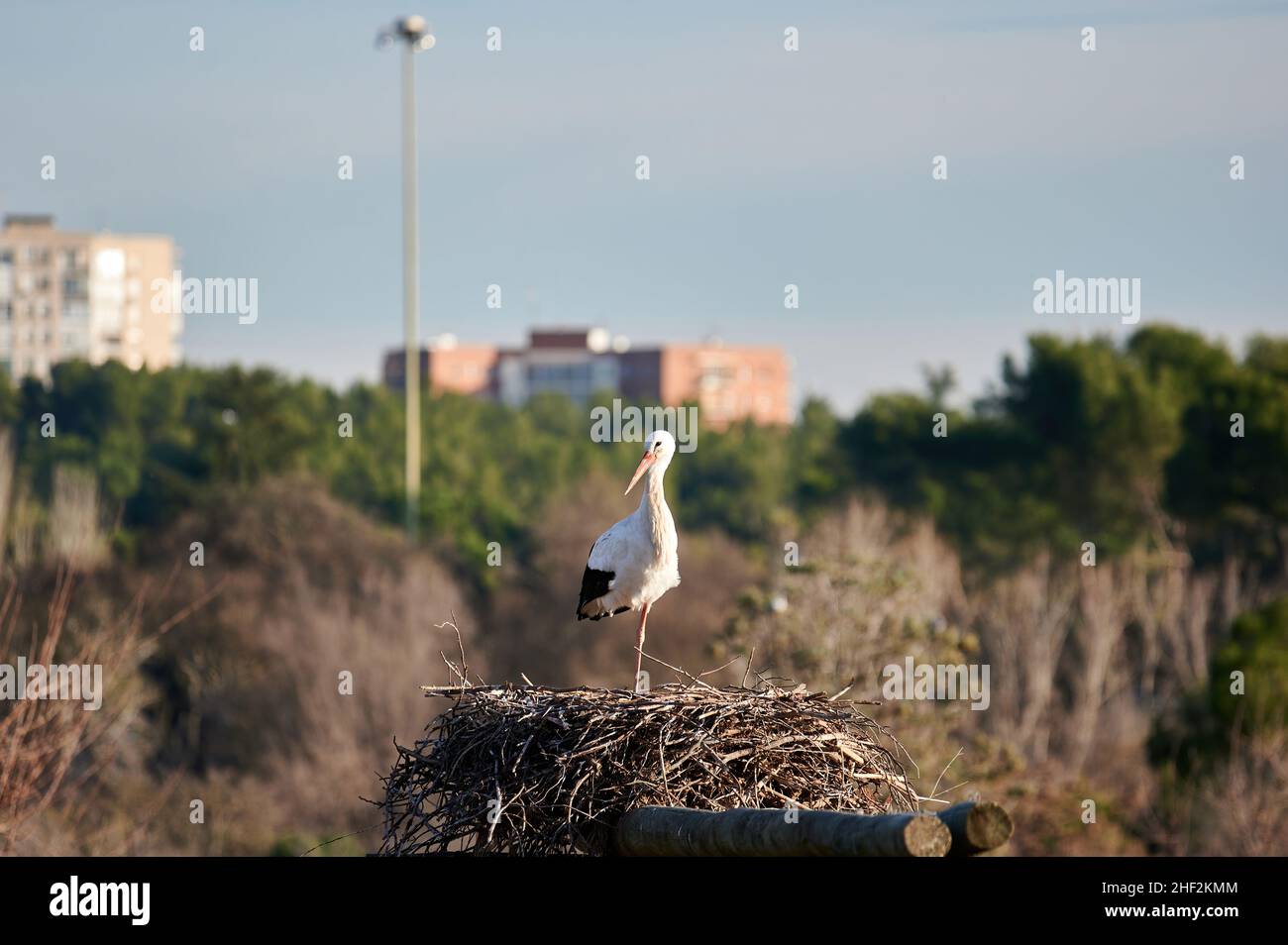 Stork appollaiato su una gamba nel suo nido con gli edifici della città dietro Foto Stock