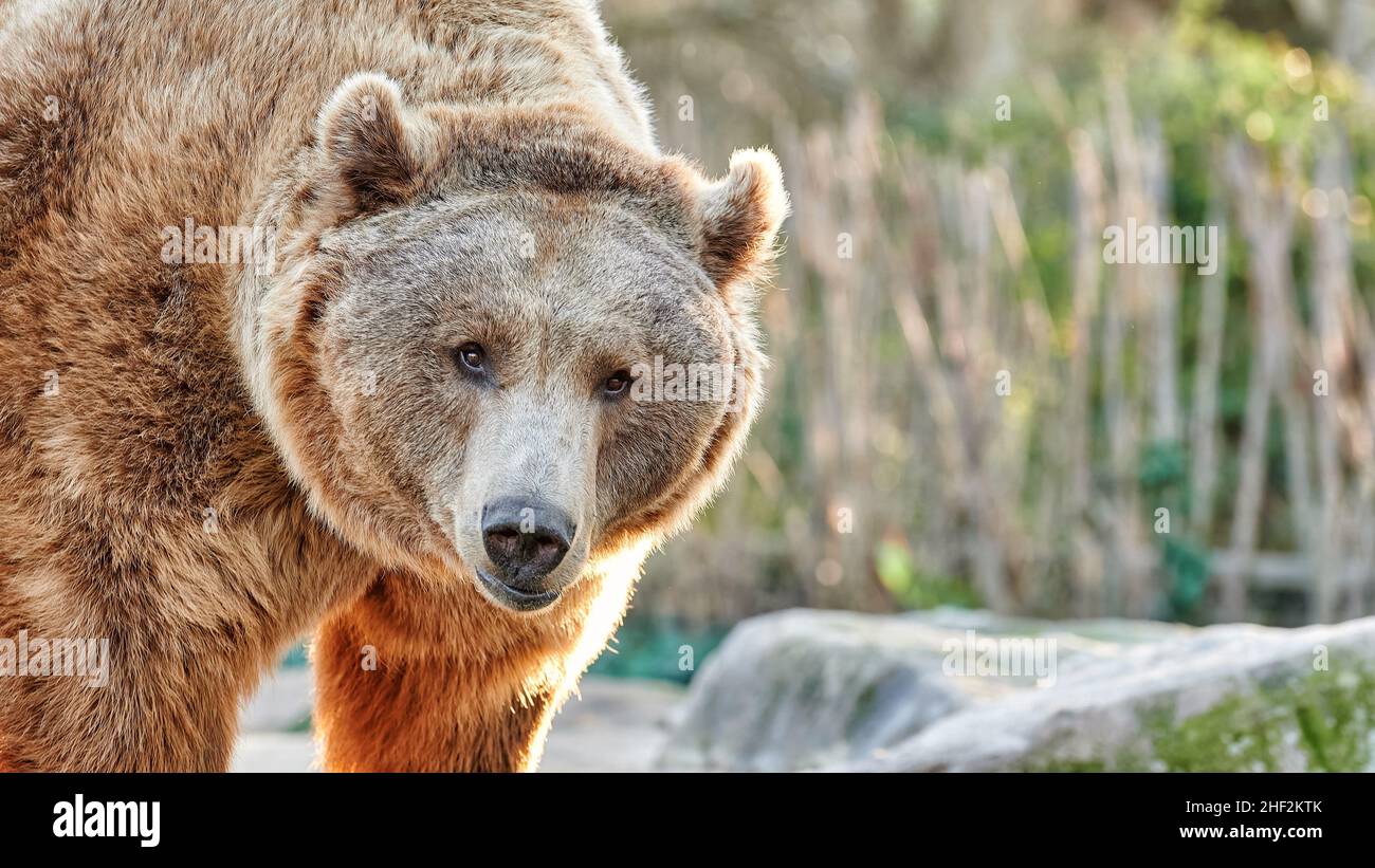 Primo piano ritratto del volto di un orso bruno con bella pelliccia marrone Foto Stock