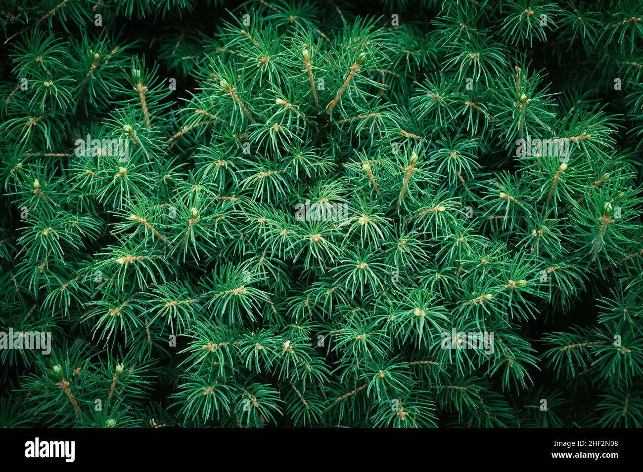 Primo piano della composizione di rami di abete-ago come una texture di fondo. Sfondo di piante naturali. Sfondo albero di Natale. Foto Stock
