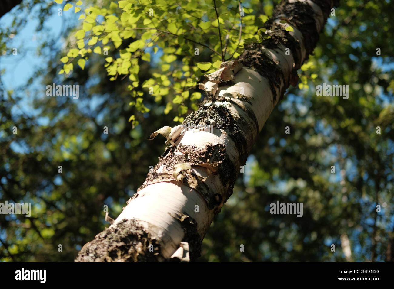 Singolo tronco di betulla e foglie in una bella foresta in giorno di sole. Sfondo naturale della foresta. Composizione obliqua. Foto Stock