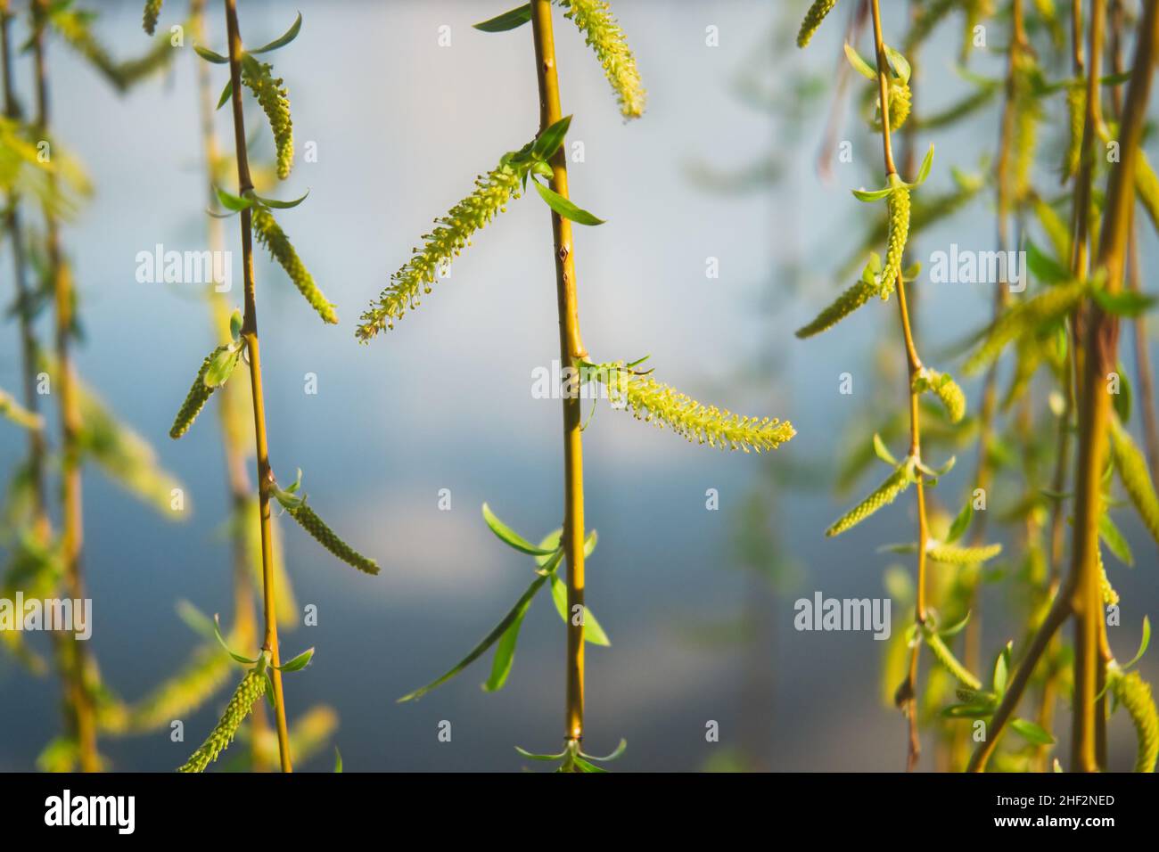 Il salice sospeso si dirama con le prime foglie piccole e le catkins. Inizio primavera soleggiato sfondo naturale. Foto Stock
