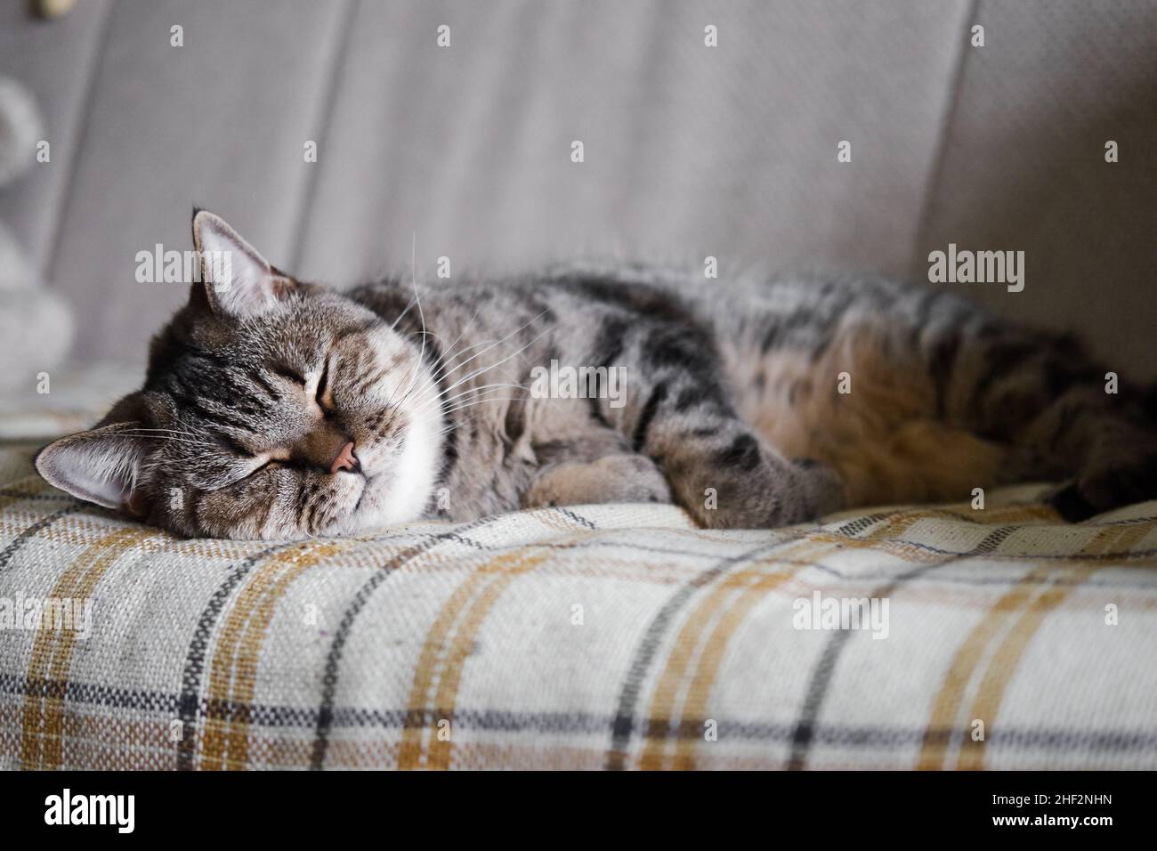 Gatto grigio tabby pigro che dorme sul divano. Gatto domestico rilassante. Foto Stock