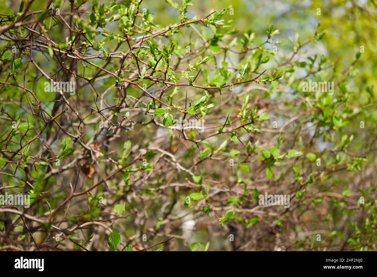 Prickly cespuglio di biancospino con spine lunghe che fioriscono in primavera. Foglie verdi piccole e giovani. Sfondo naturale astratto della pianta. Foto Stock