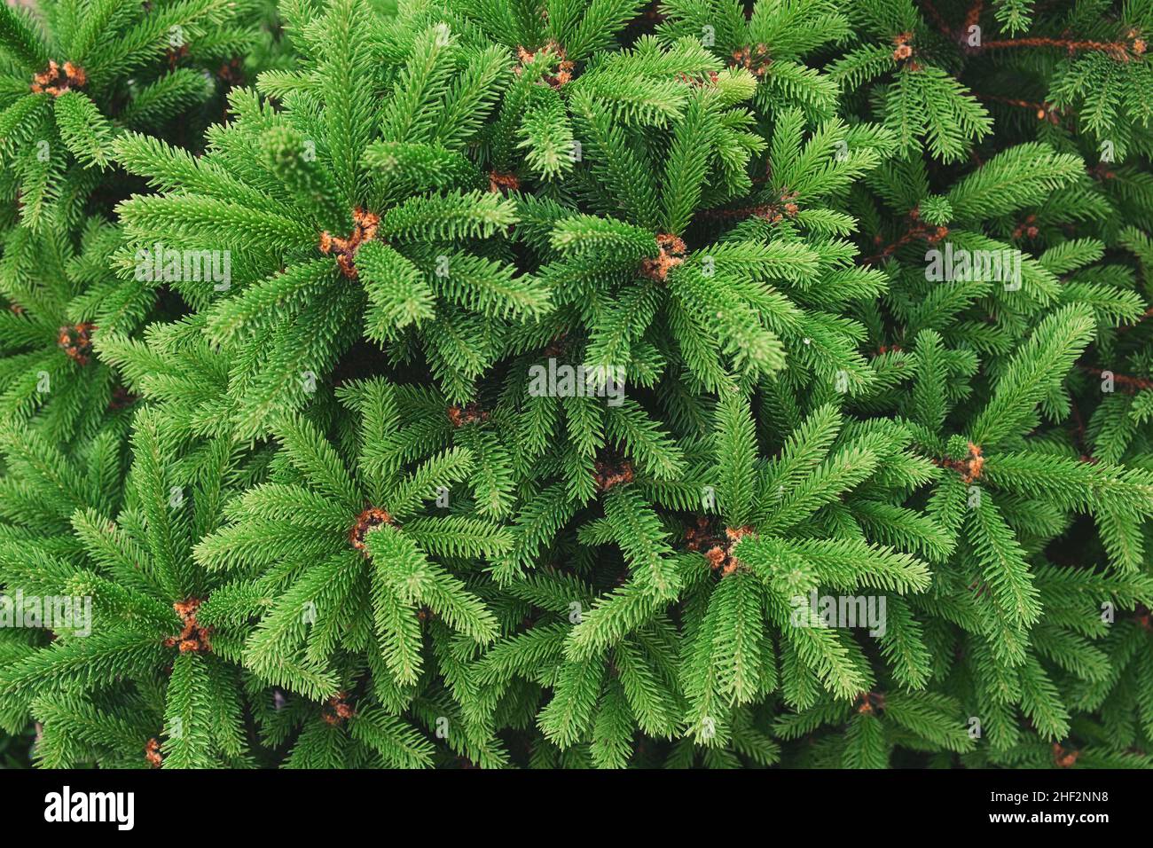 Primo piano della composizione di rami di abete-ago come una texture di fondo. Sfondo di piante naturali. Foto Stock
