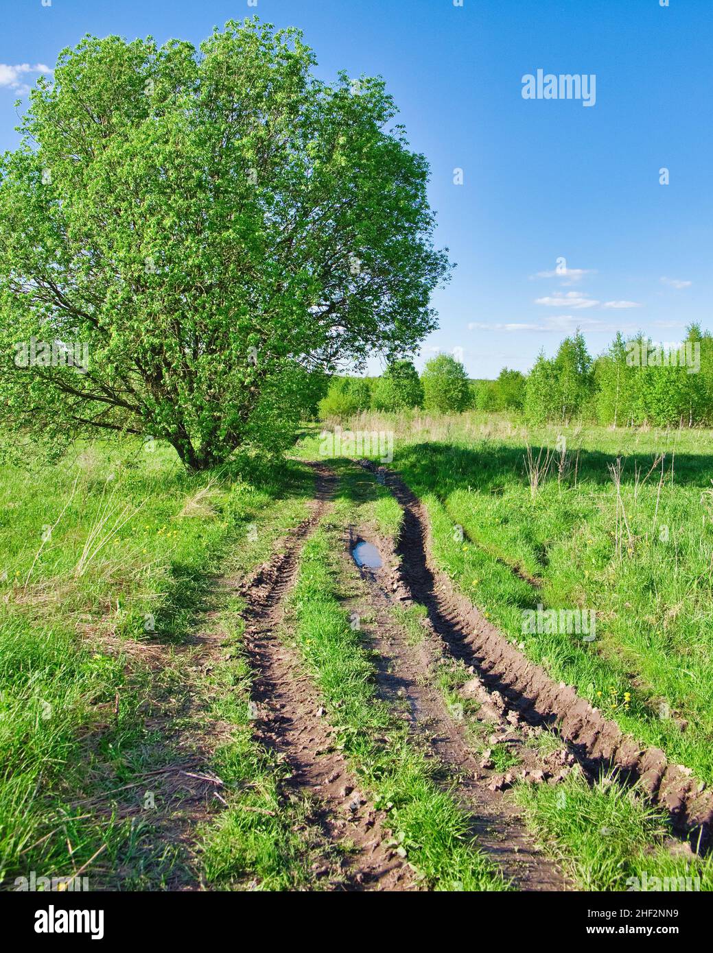 Paesaggio estivo con prato verde, strada sterrata e albero. Paesaggio naturale estivo. Foto Stock