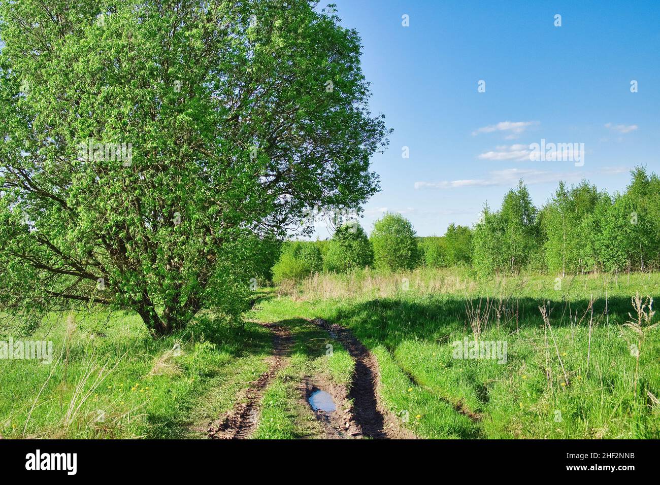 Paesaggio estivo con prato verde, strada sterrata e albero. Paesaggio naturale estivo. Foto Stock