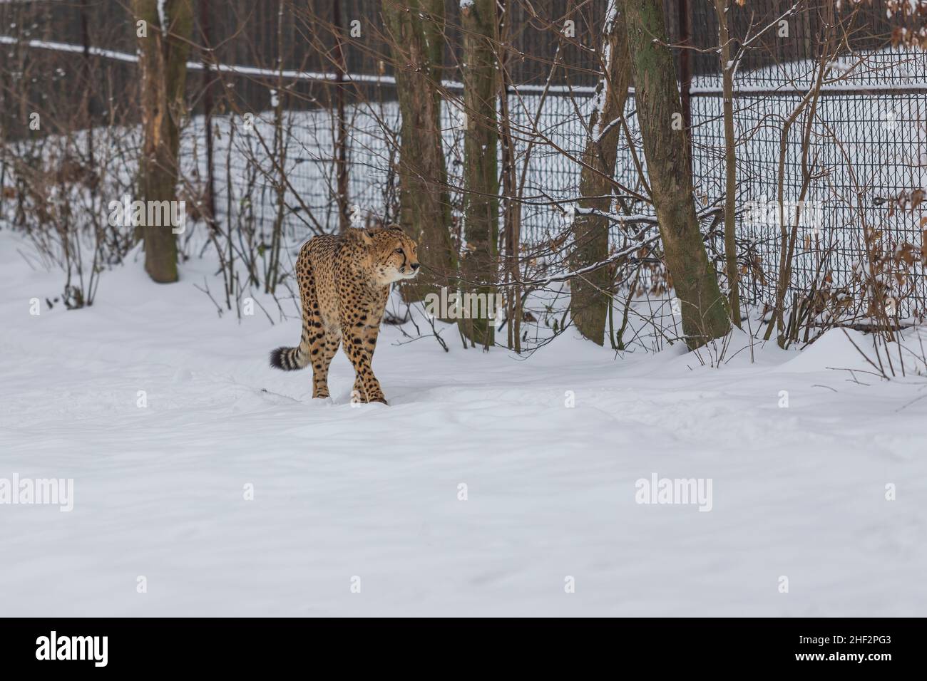 Ghepardo sottile in inverno sulla neve in background cespugli Foto Stock