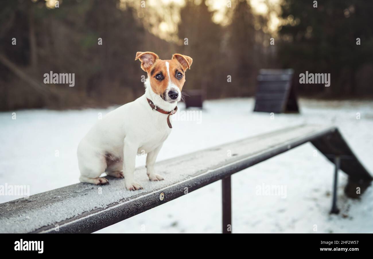 Piccolo Jack Russell terrer cane in piedi su panca di addestramento di legno coperto di neve, sfondo sfocato campo invernale Foto Stock