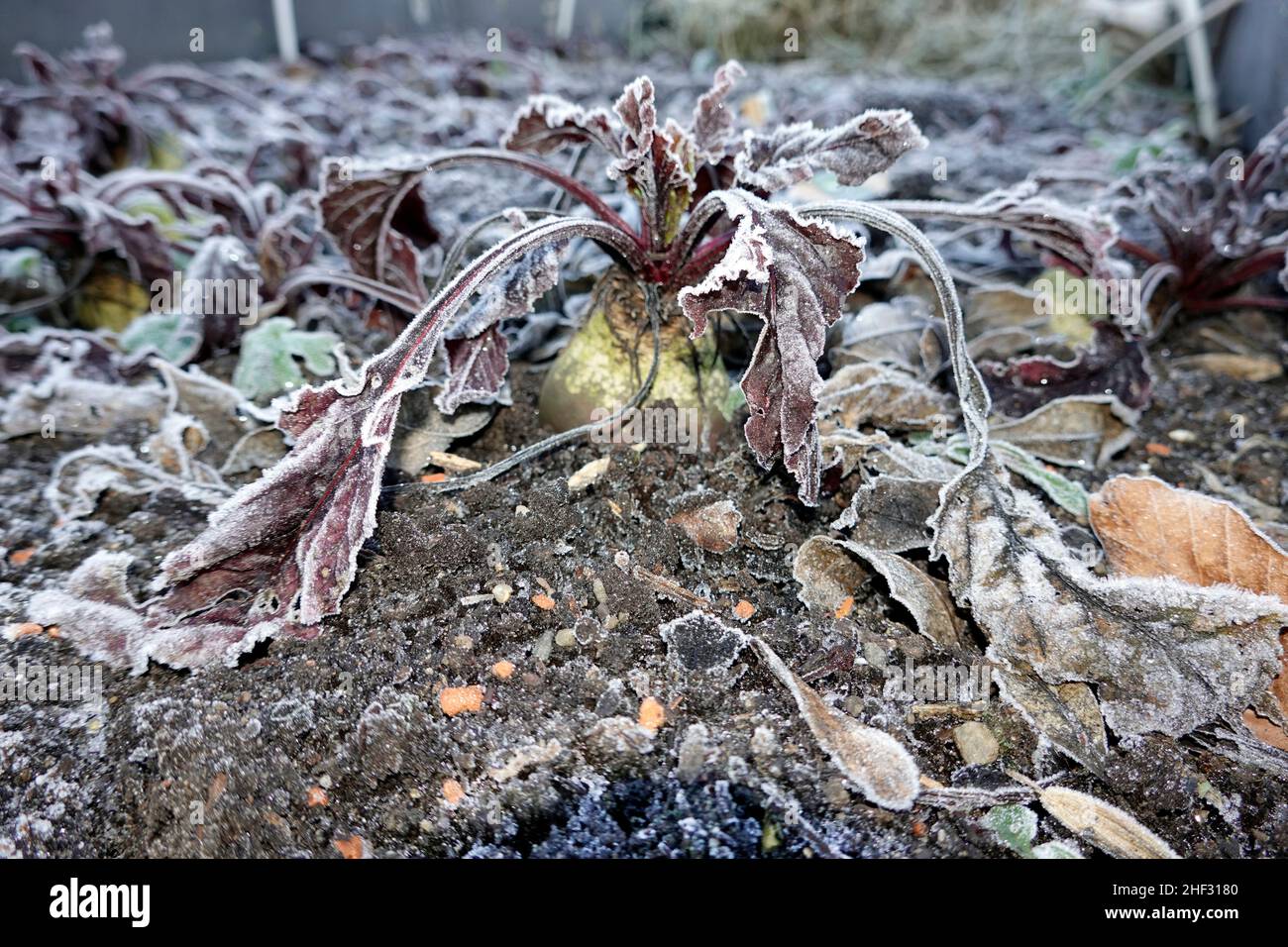 Rote Beete (Beta vulgaris subsp. Vulgaris), auch Rote Beete oder Rote Rübe, hier im Hochbeet, verträgt Frost und ist damit ein echtes Wintergemüse Foto Stock