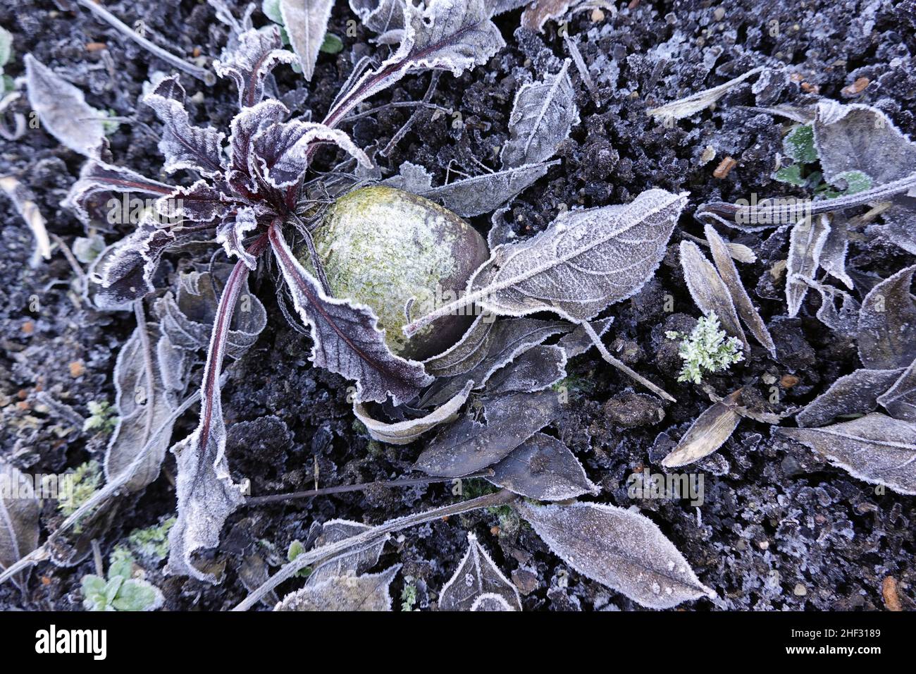Rote Beete (Beta vulgaris subsp. Vulgaris), auch Rote Beete oder Rote ...