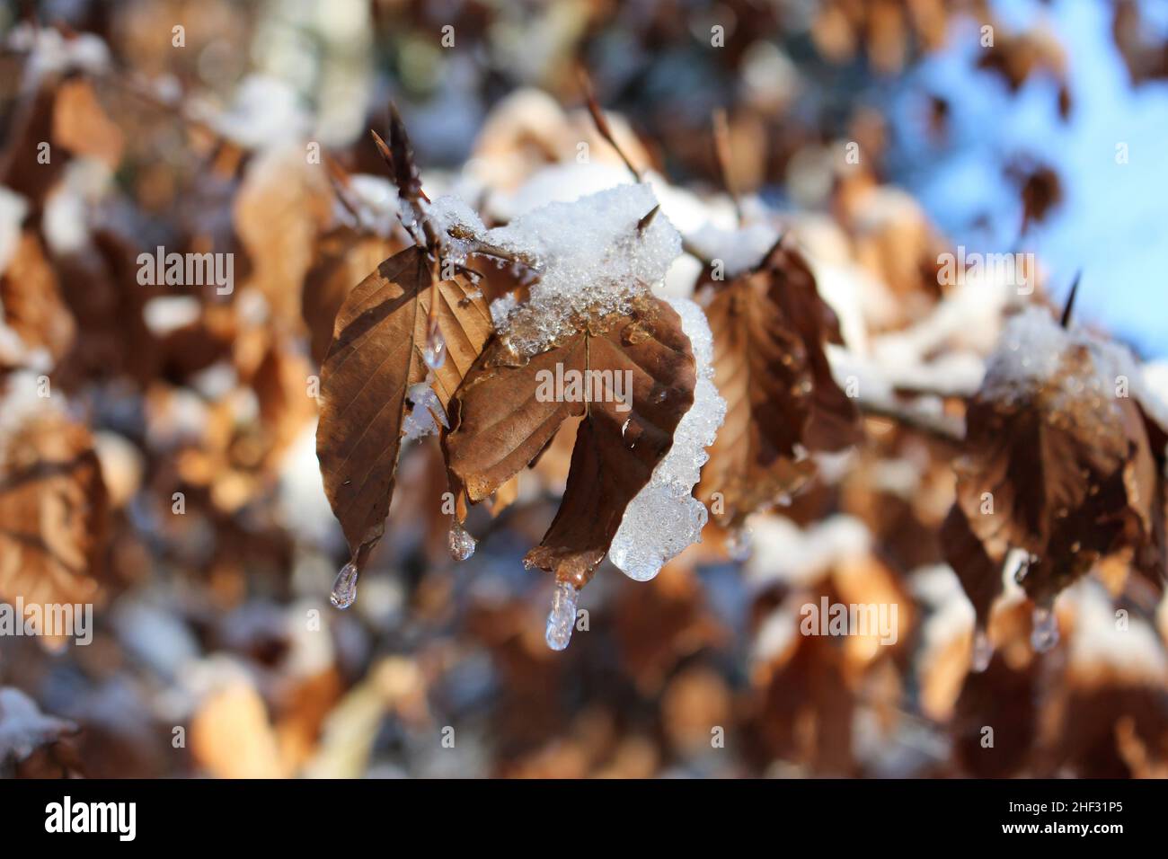 Foglie di faggio marrone ricoperte di ghiaccio viste in una giornata di inverni soleggiati (Aalen, Germania) Foto Stock