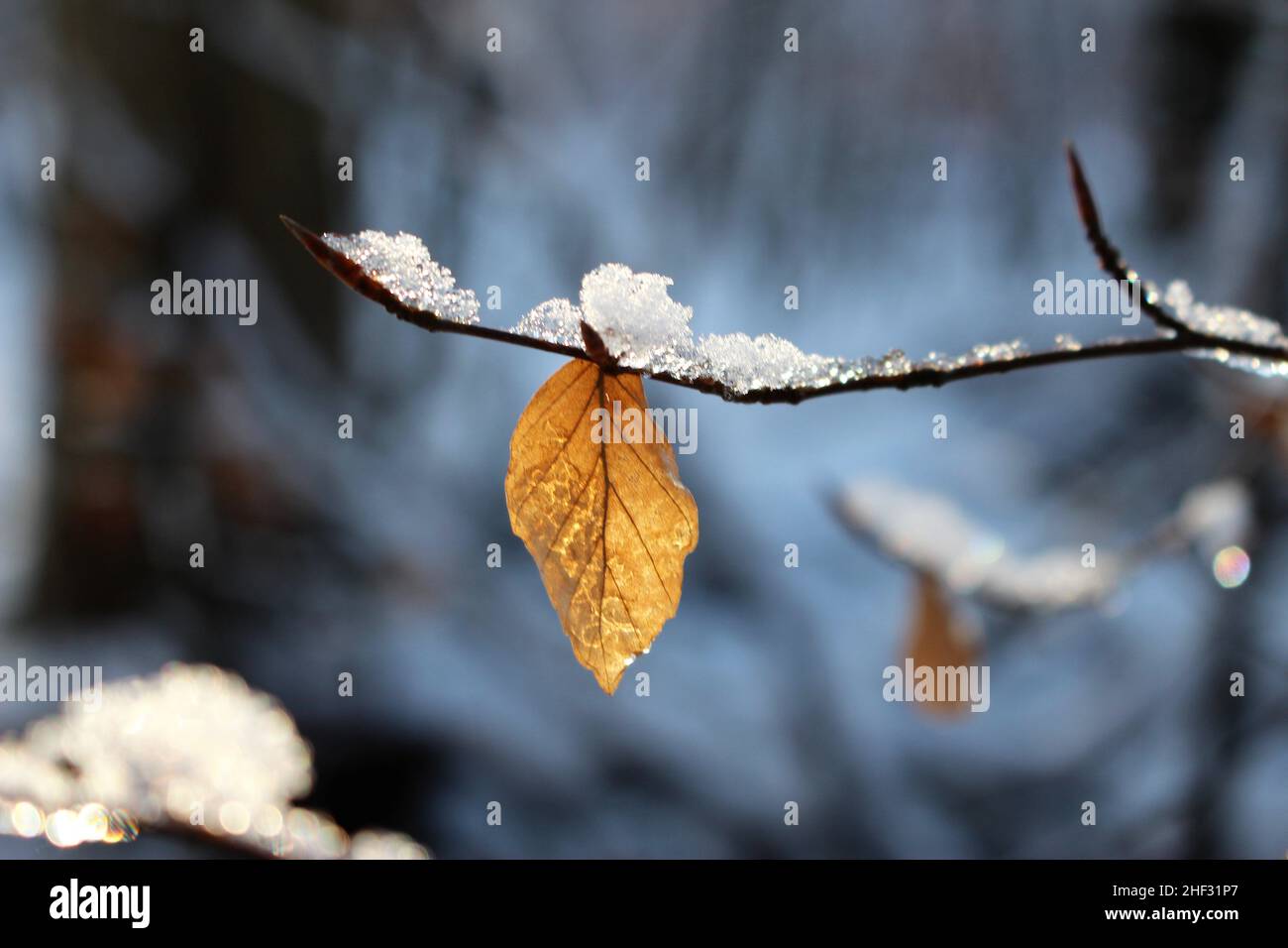 L'autunno lascia nella neve. Foglia di faggio ghiacciata su sfondo invernale. Cambiamento del tema delle stagioni. Foto Stock