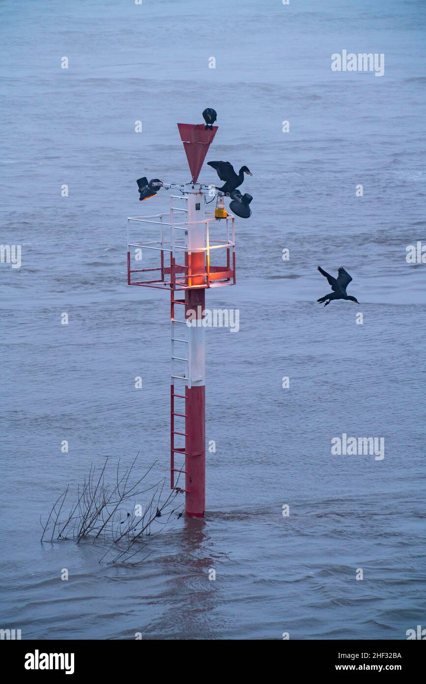 Nebbia fitta, Reno vicino a DŸsseldorf, , in visibilità molto bassa, insegne di navigazione con uccelli acquatici, NRW, Germania Foto Stock