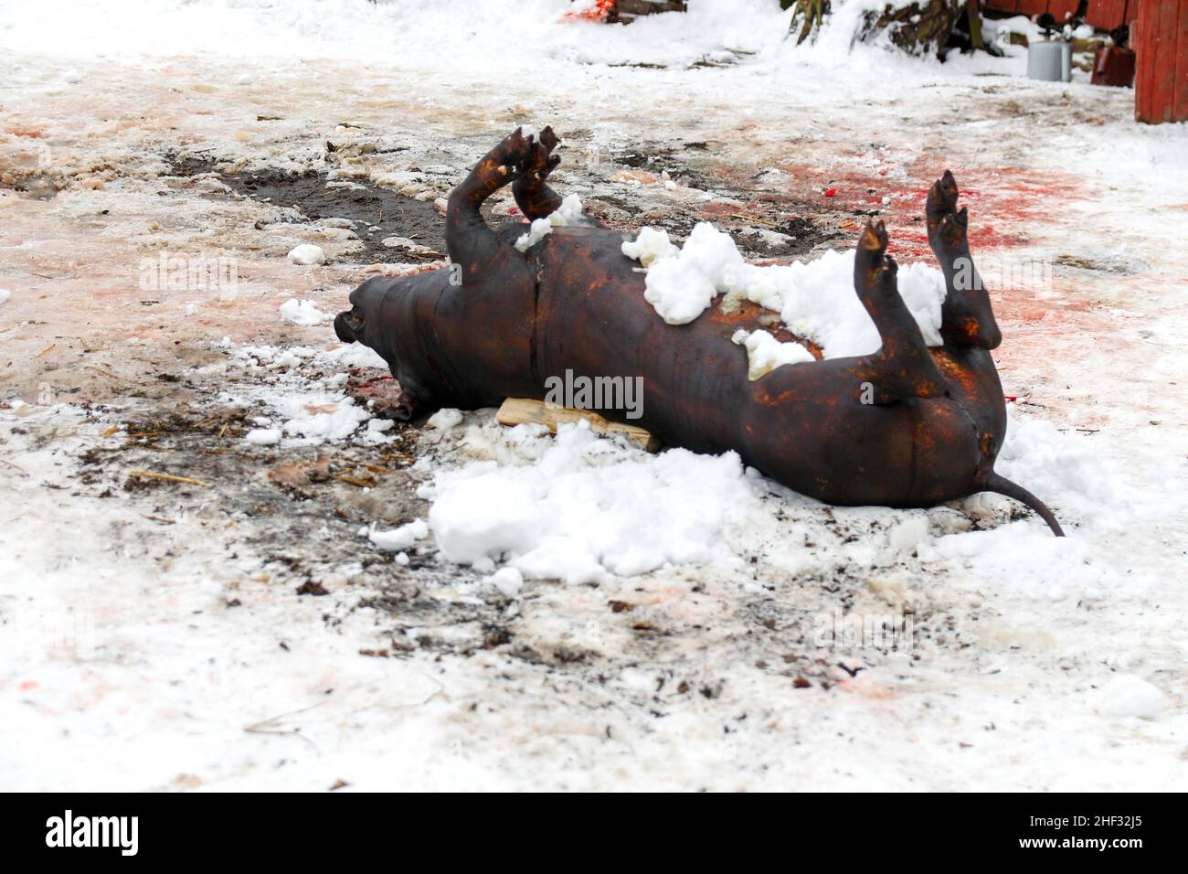 Maiale morto a bordo all'aperto preparare il cuoco. Illuminazione stradale, maiale carcassa, macellazione è stata effettuata, la pelle dell'animale è offesa dal fuoco t Foto Stock