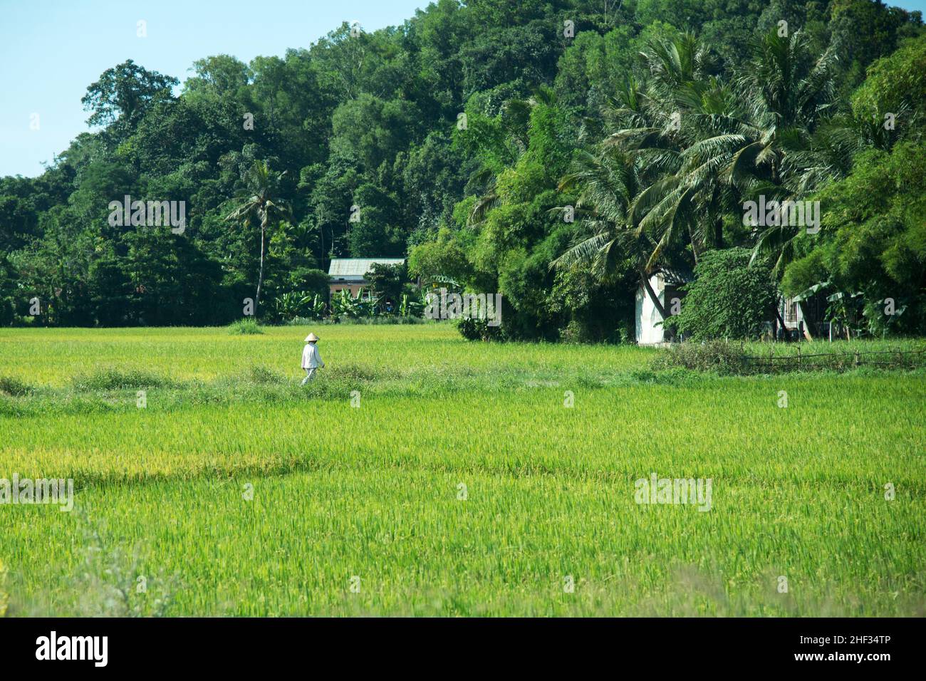 Bellissimo paesaggio verde. Campi di riso, foresta sullo sfondo. Un contadino con cappello conico vestito di bianco che cammina sul campo. Vietnam, Asia. Foto Stock