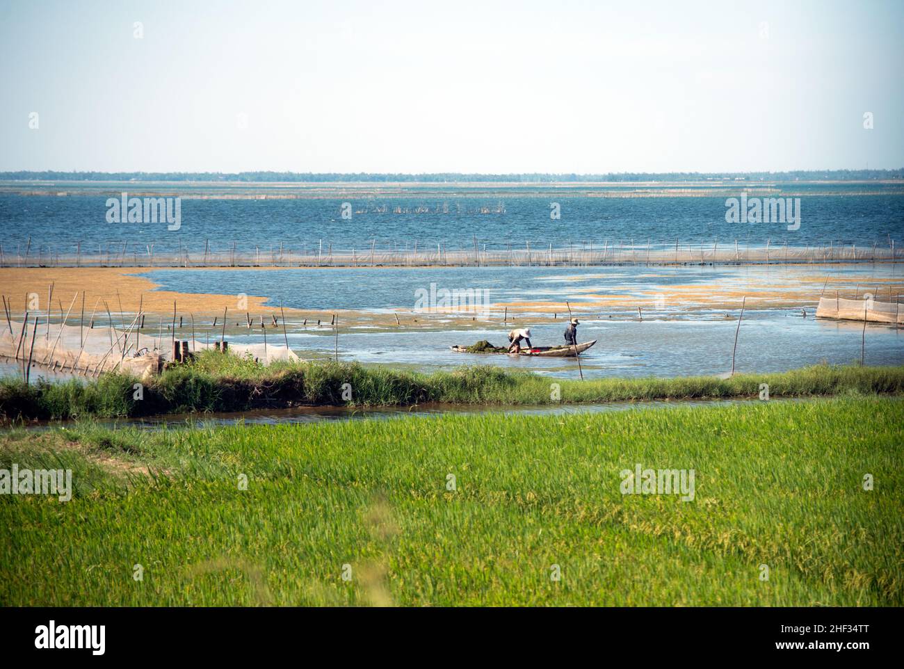 Bellissimo paesaggio in Vietnam. Due lavoratori che si occupano di campi di riso da una barca. Giorno di sole. Asia Foto Stock