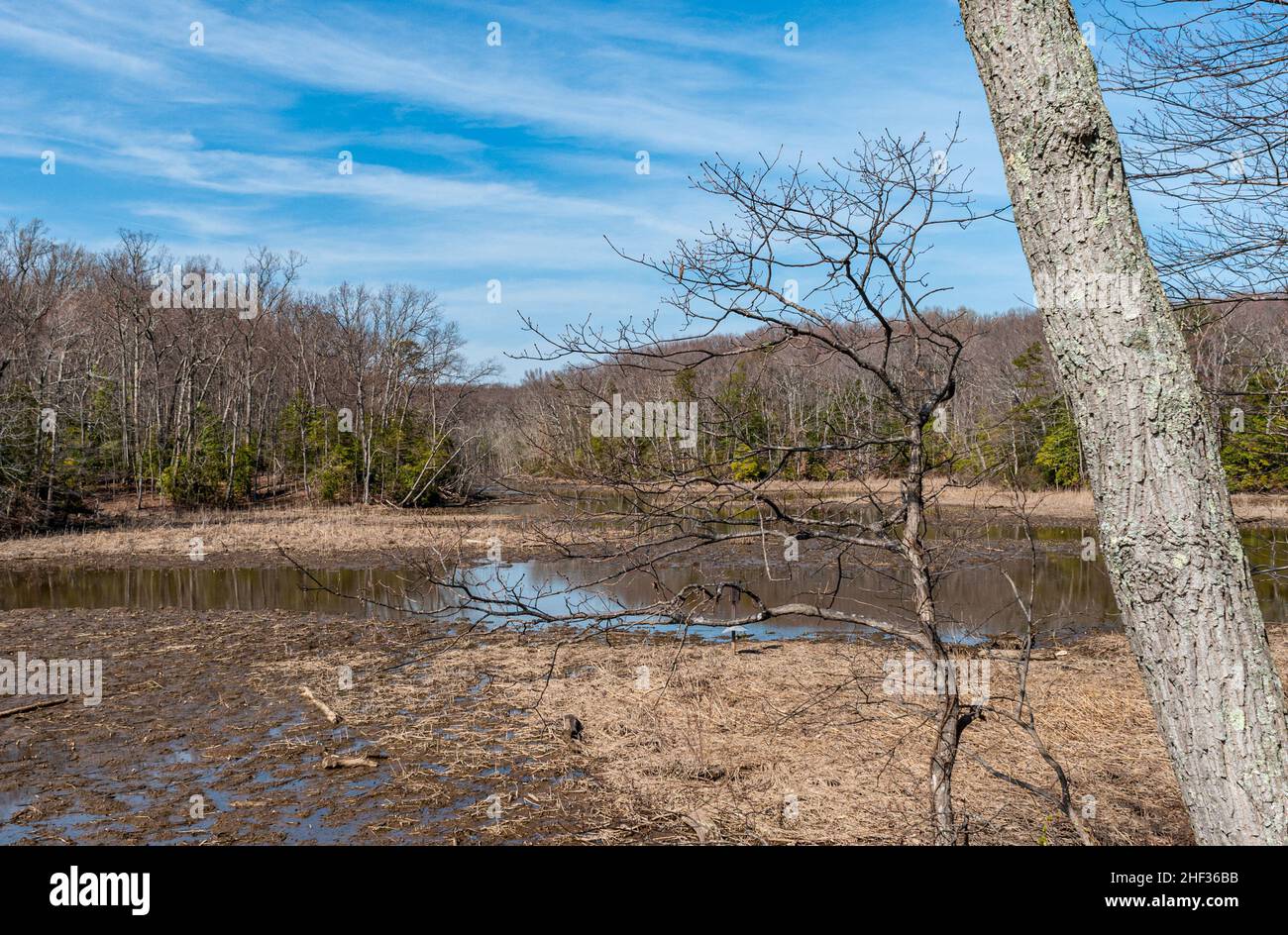 Inverno marsh a Elizabeth Hartwell Mason collo National Wildlife Refuge Foto Stock