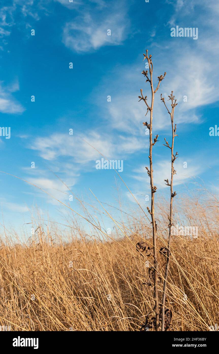 Alta prateria in erba nell'area protetta vicino a St. Louis, Missouri, durante la fine dell'inverno Foto Stock