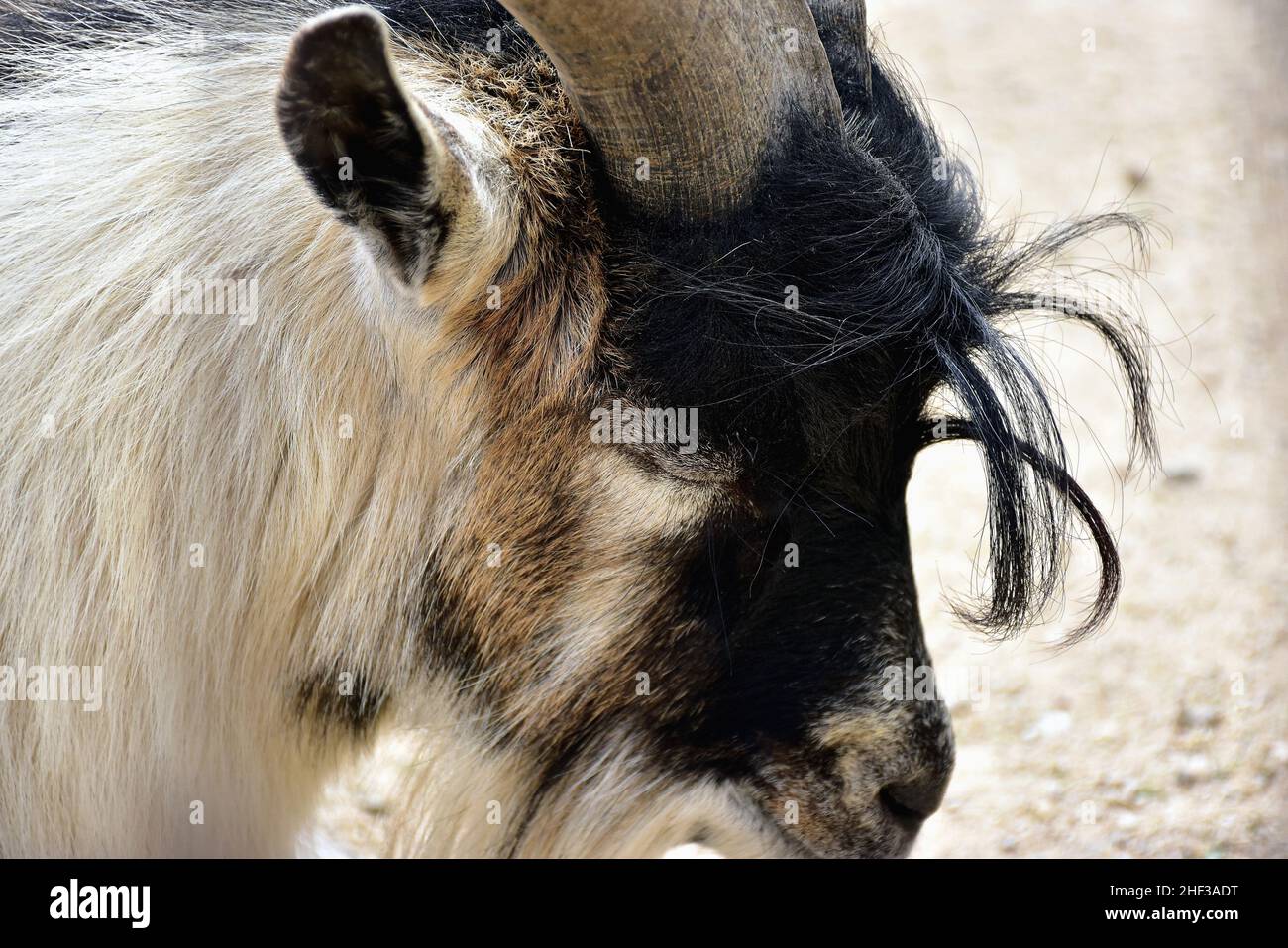 Testa di capra nera, bianca, marrone con capelli lunghi e corni Foto Stock