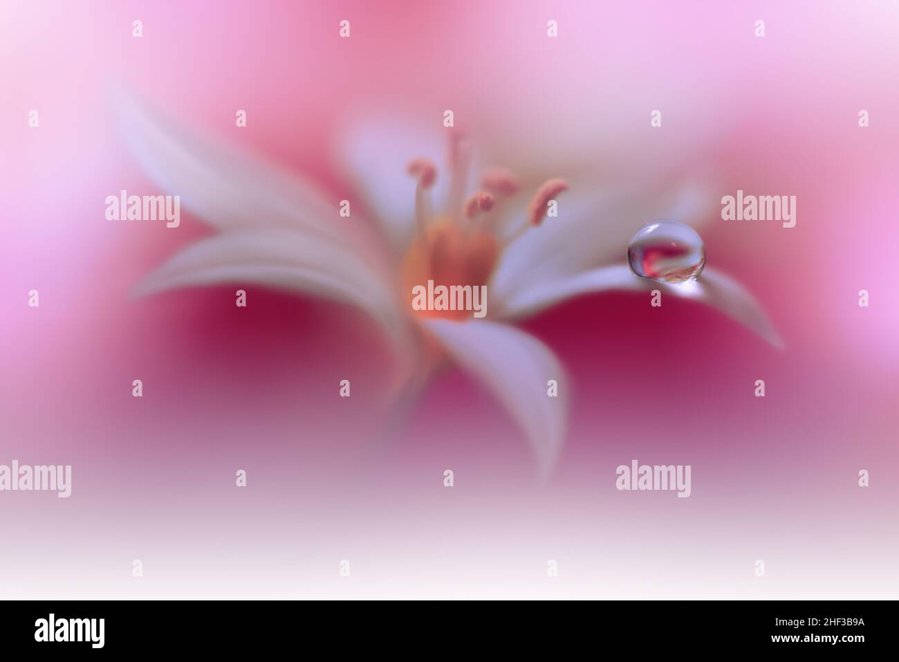 Bella natura background.Floral Art Design.Abstract Macro Photography.White Flower.Pastel Flowers.Violet background.Creative Artistic Drop.Pink,DEW Foto Stock