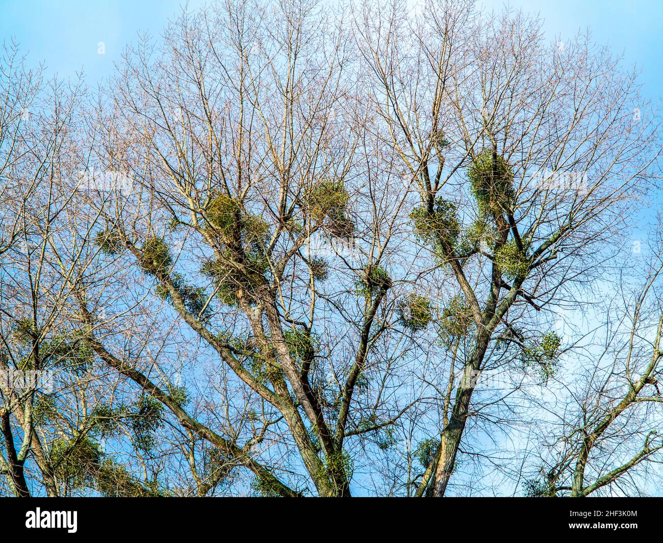 Vischio verde sotto il cielo blu al grande albero Foto Stock