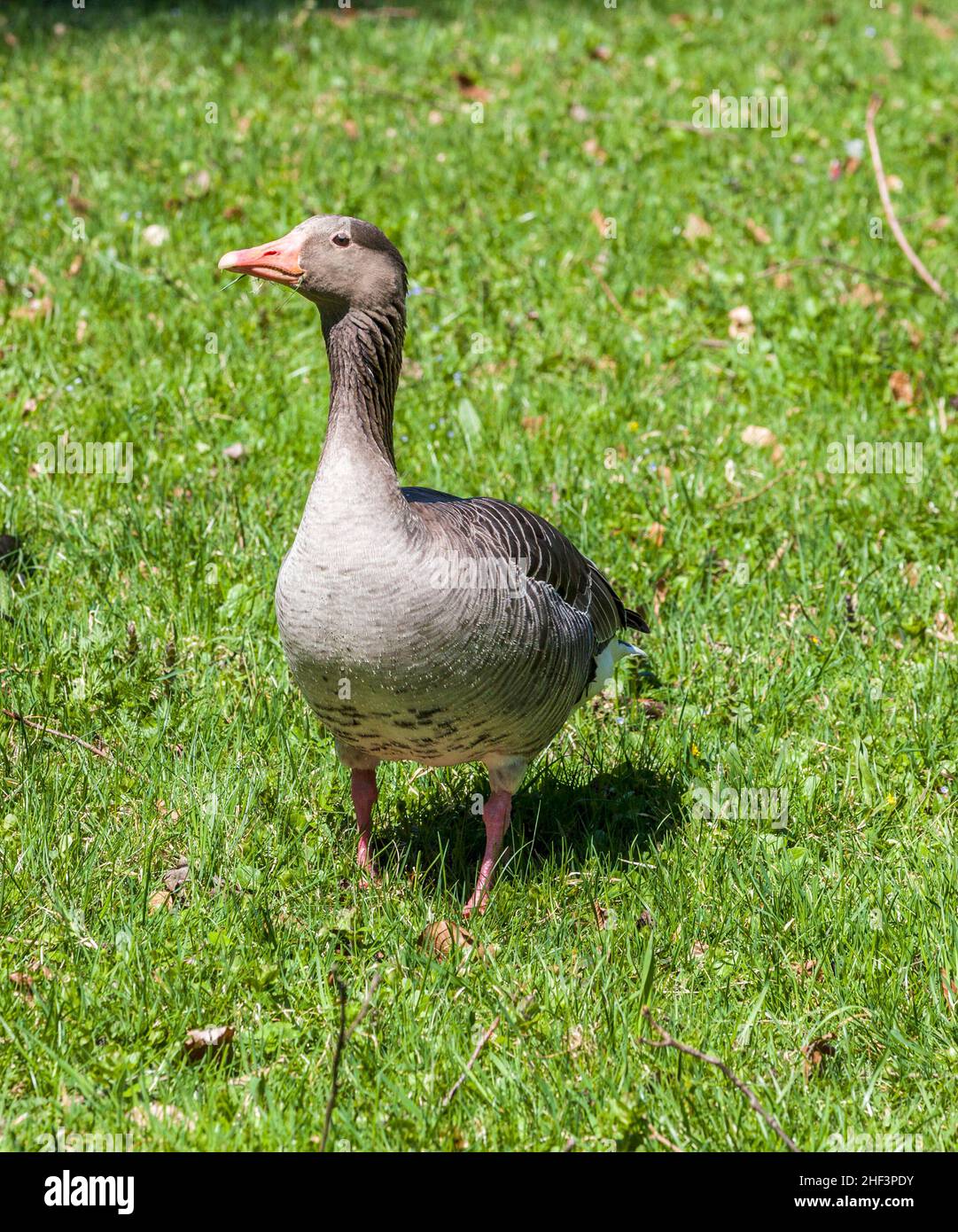 Anatre godere il bellissimo prato verde nel giardino inglese Foto Stock