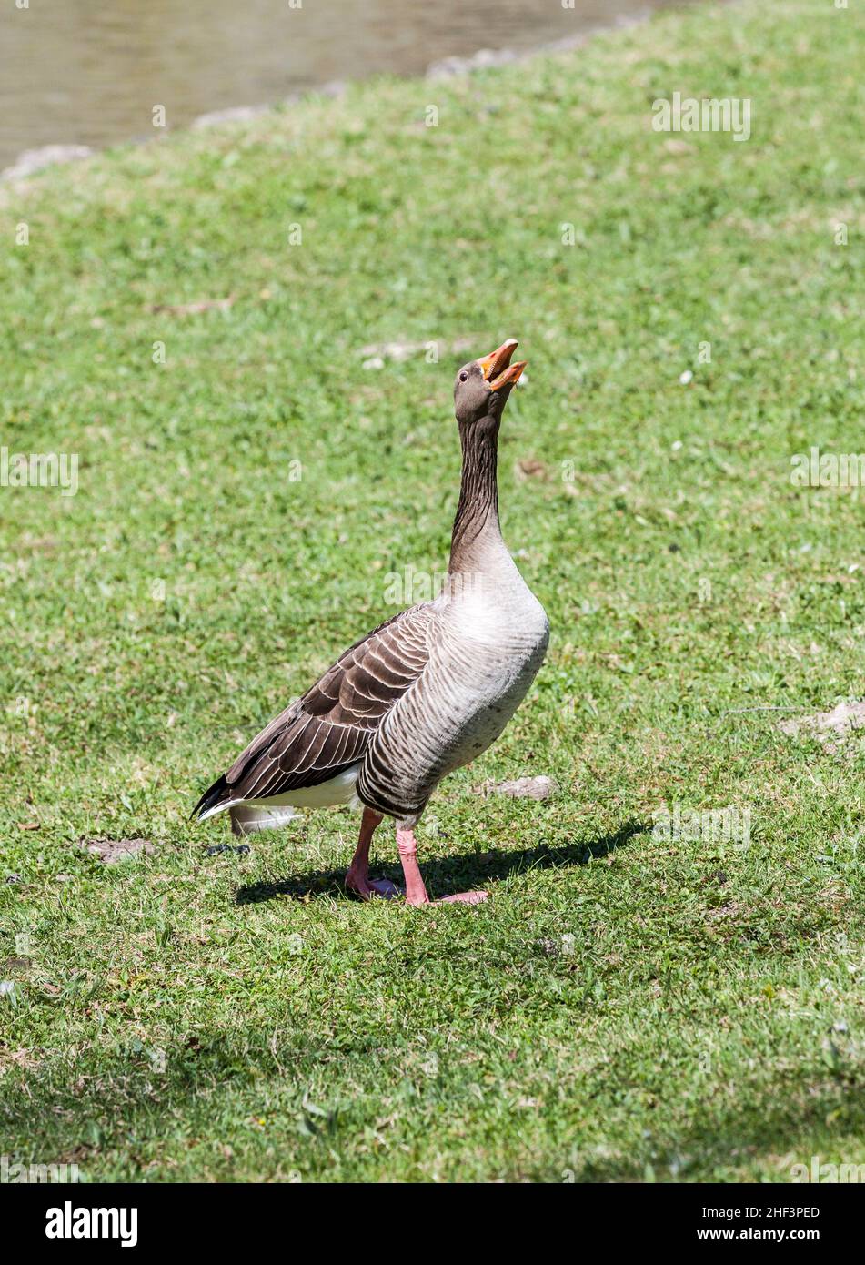 Anatre godere il bellissimo prato verde nel giardino inglese Foto Stock