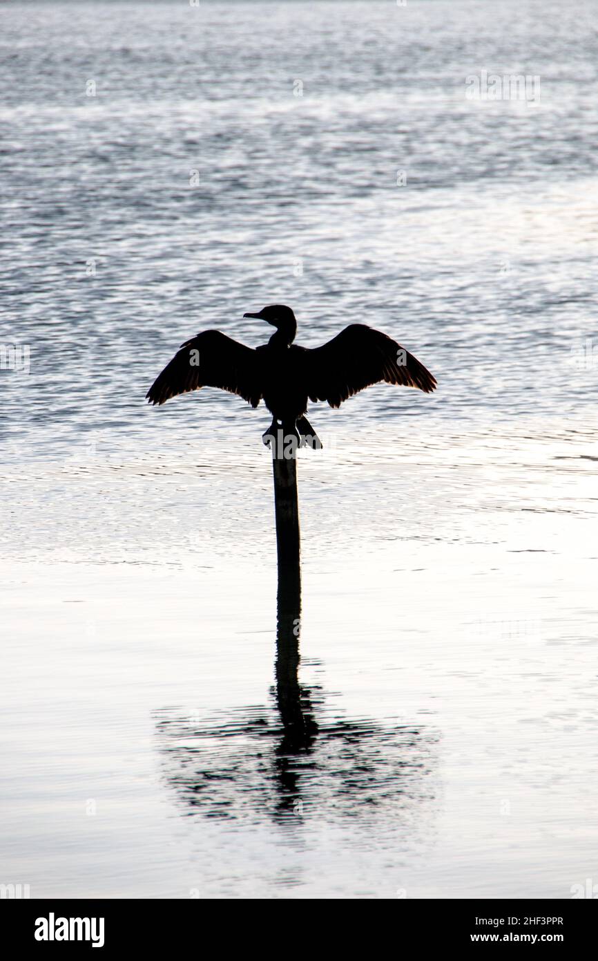 Silhouette di un uccello noto come cormorano, su un ceppo nella laguna di rodrigo de freitas a rio de Janeiro. Foto Stock