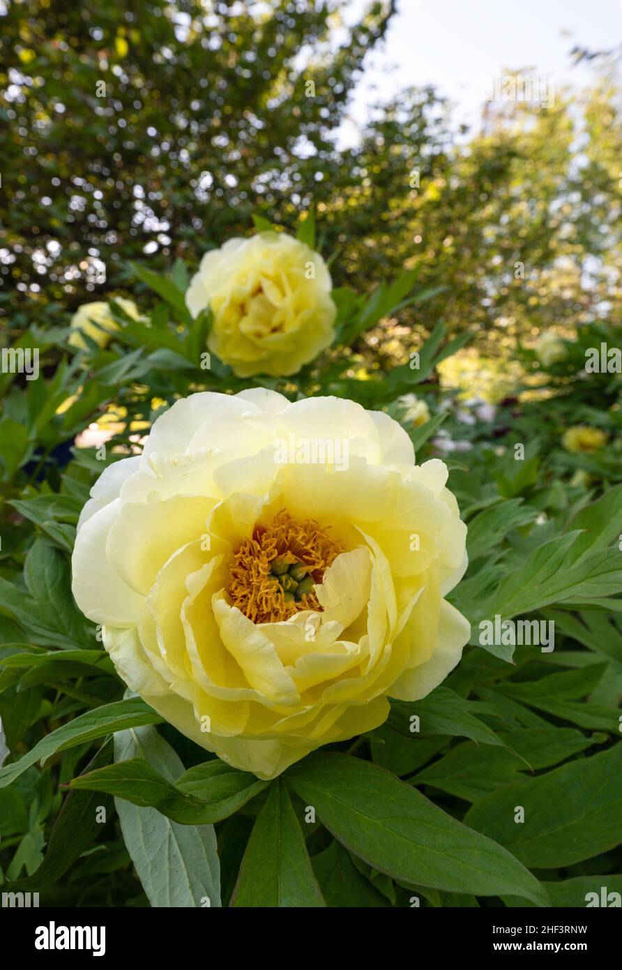 Peony di albero giallo - Paeonia Alto Noon Foto Stock