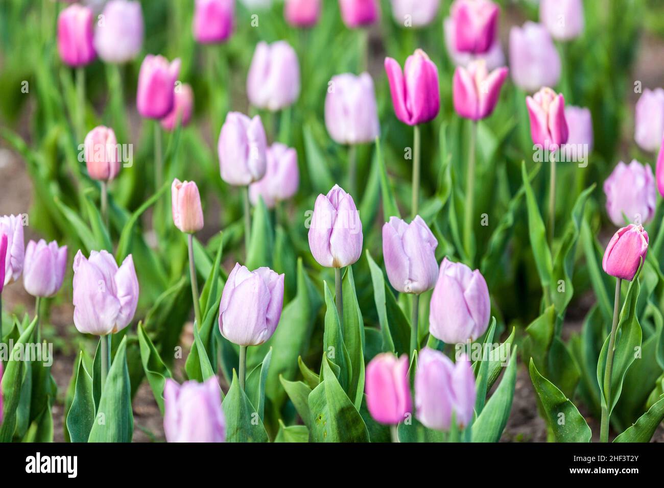 Tulipani colorati in rosa e viola in primavera Foto Stock