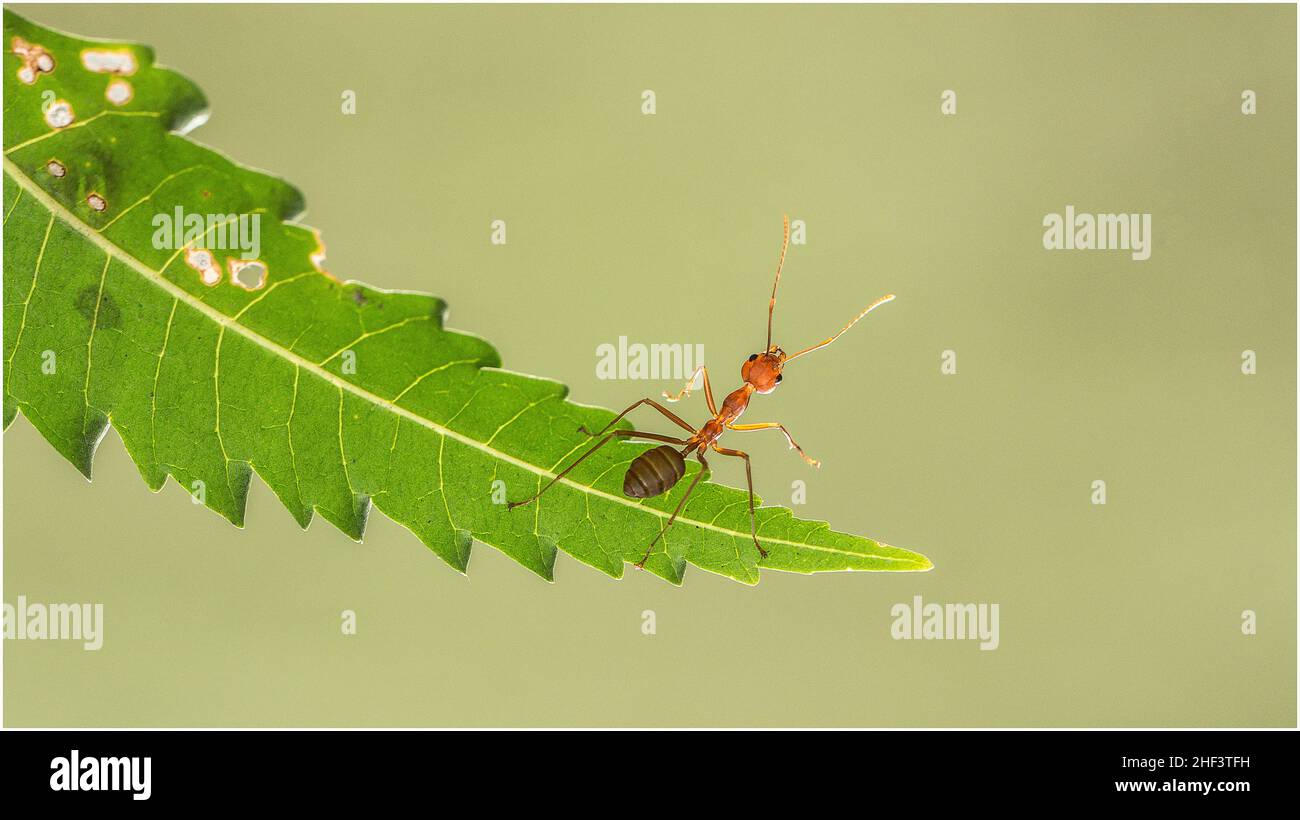 Le formiche incantevoli in un parco di ho Chi Minh City Foto Stock