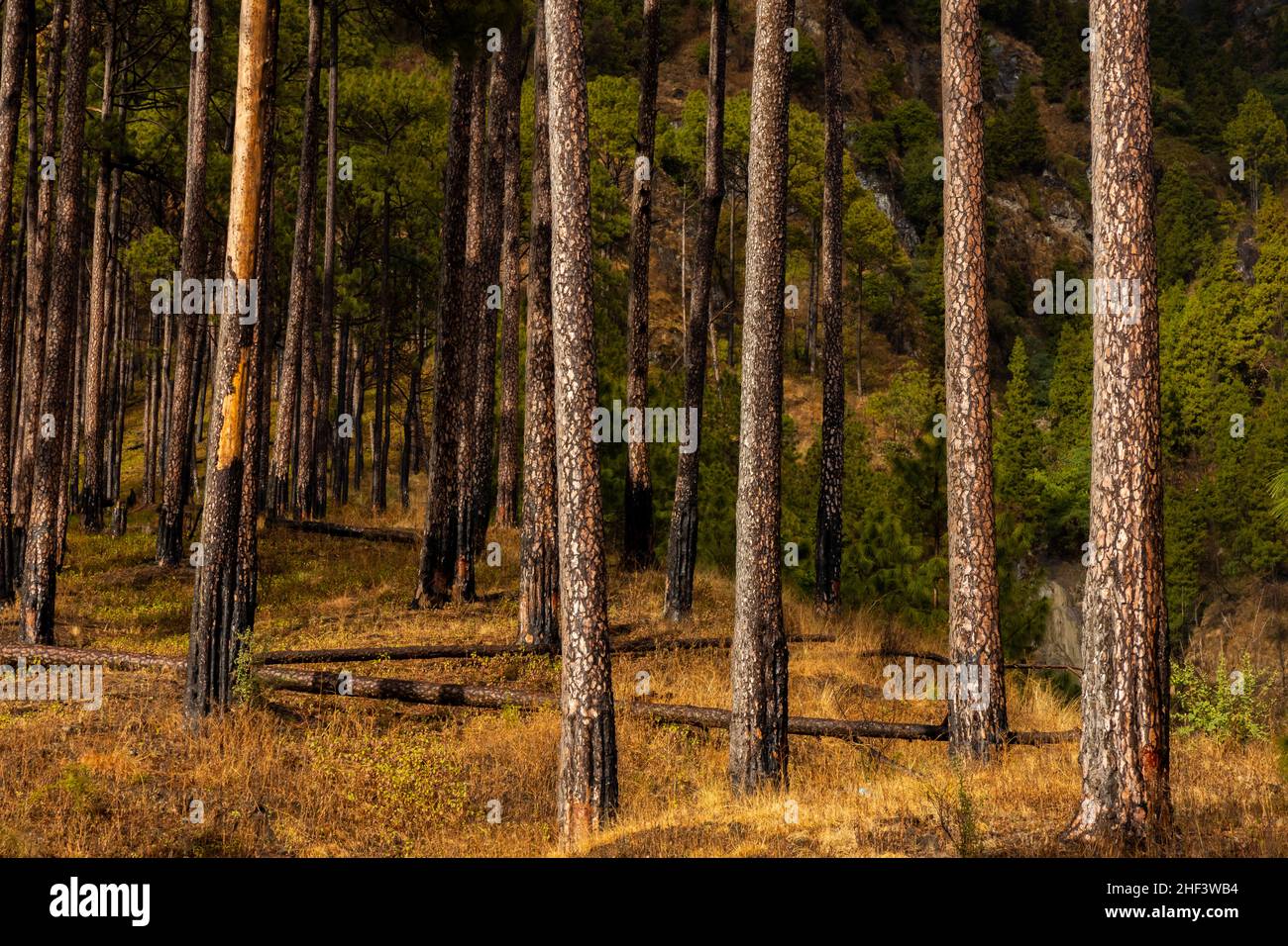 Un'ampia vista di pini dritti con sottobosco secco durante la stagione autunnale Foto Stock