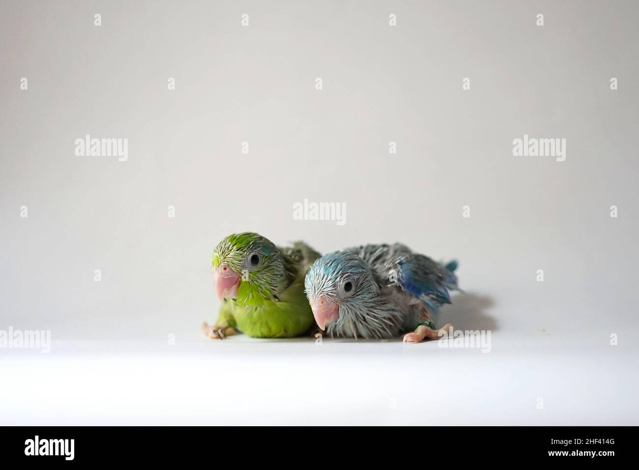 Forpus baby uccello neonato (verde e blu pied colore) fratelli in piedi su sfondo bianco, è il pappagallo più piccolo del mondo. Foto Stock