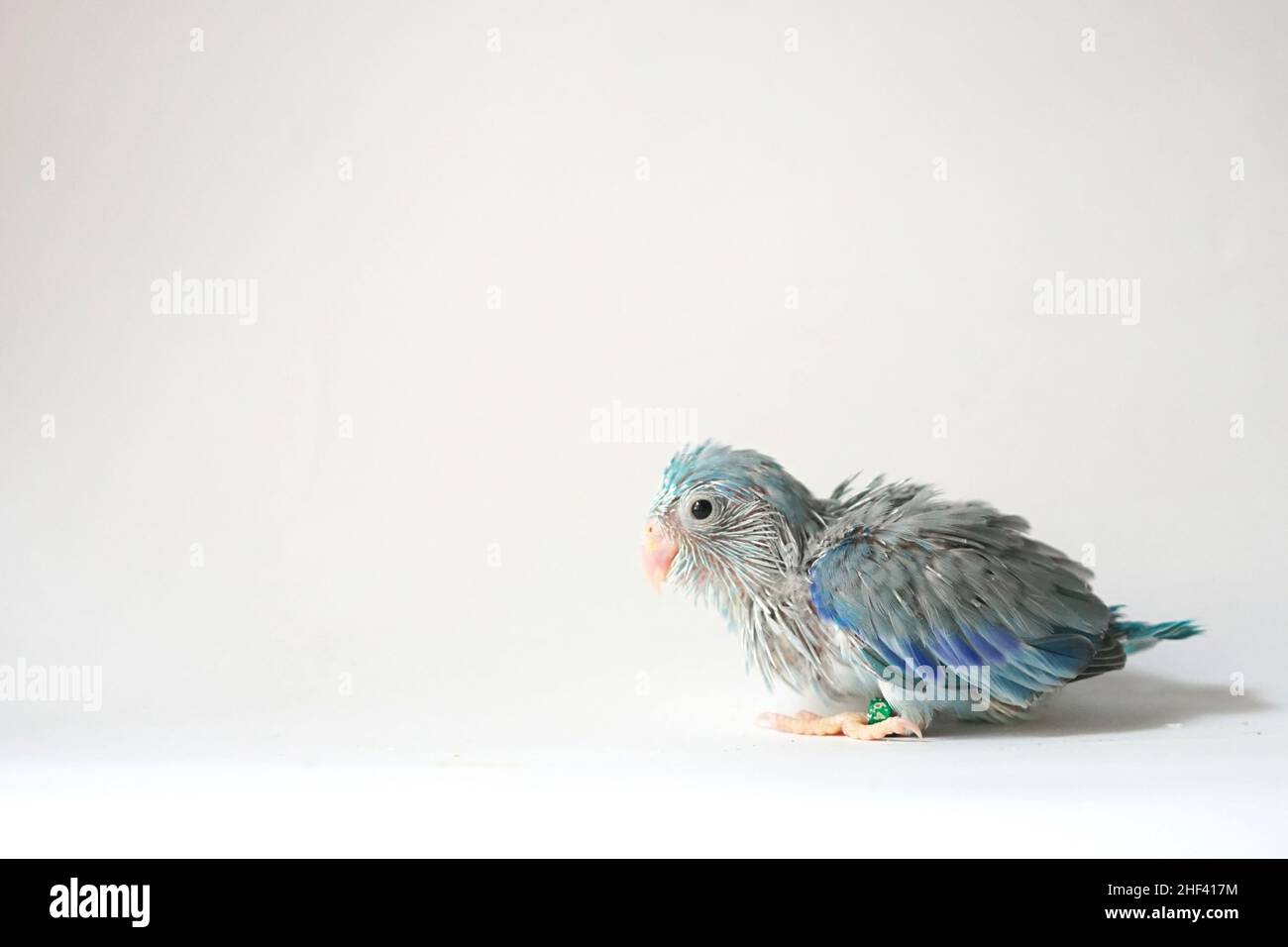 Forpus baby uccello neonato (colore pied blu) 26 giorni in piedi su sfondo bianco, è il pappagallo più piccolo del mondo. Foto Stock
