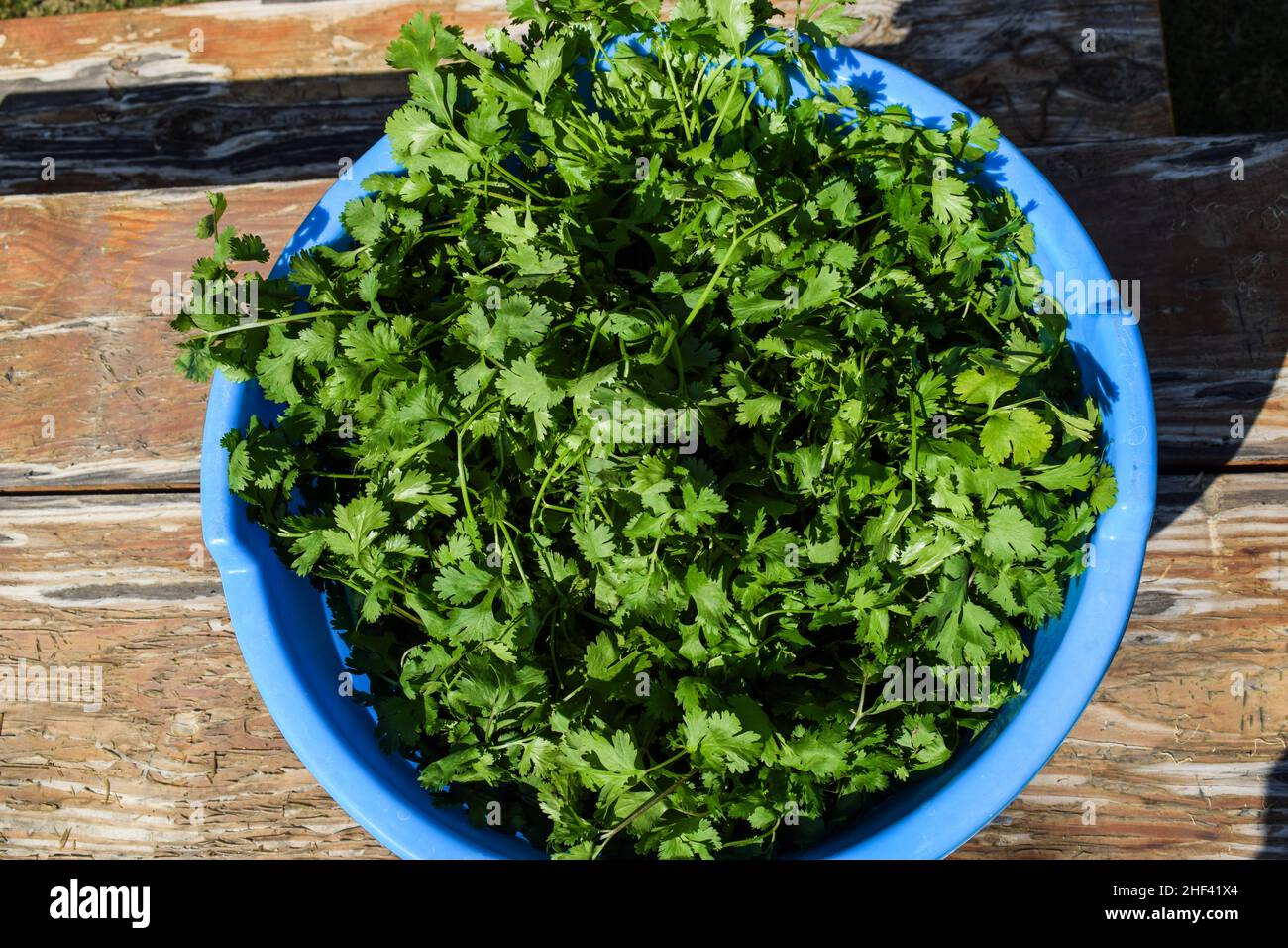 Gambi appena sbucciati coriandolo foglie fresche da lavare in vasca secchio. Fattoria mercato vegetale. Verdure verdi asiatiche Foto Stock